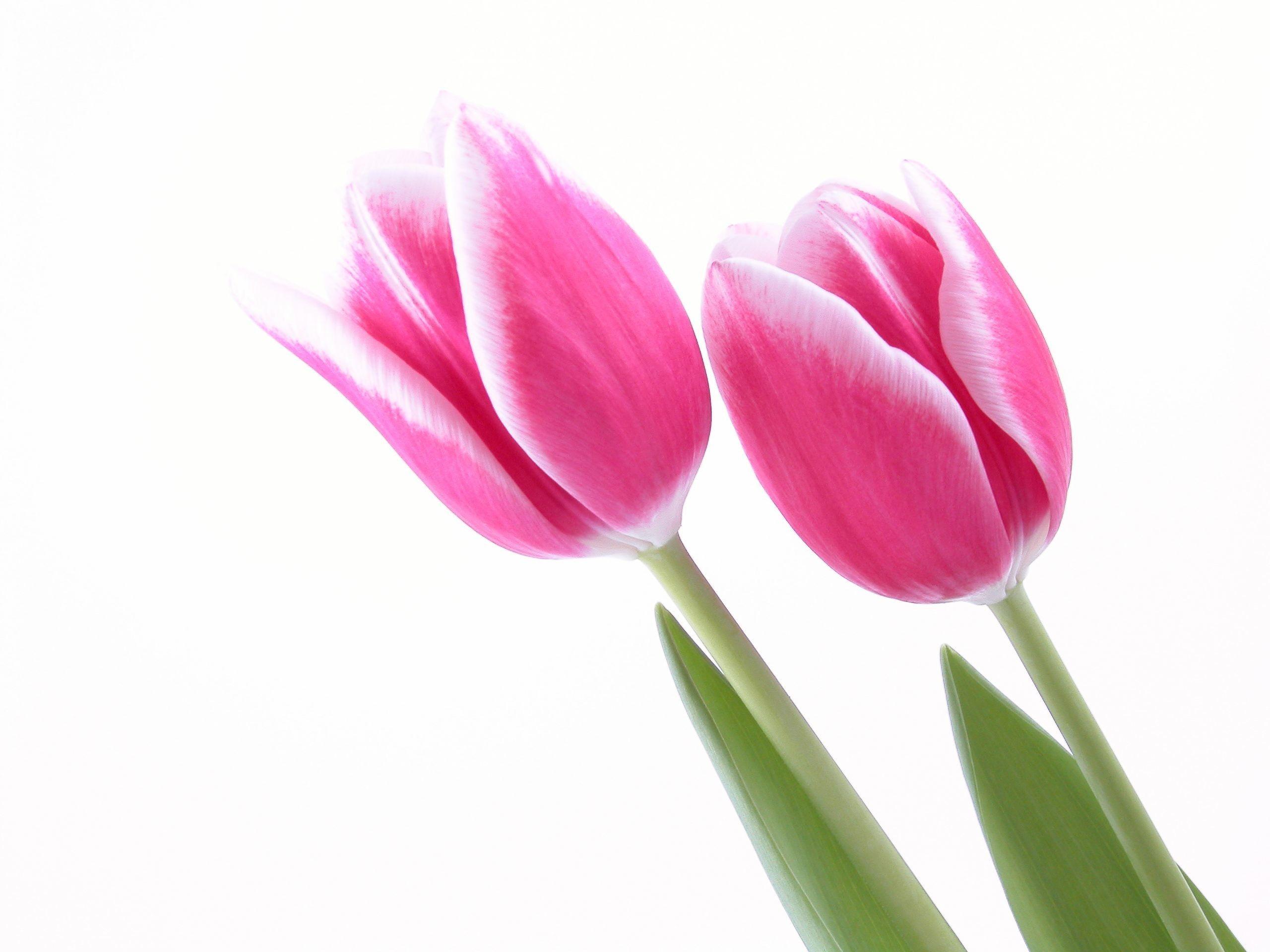 2560x1920 Pink Tulip Wallpaper