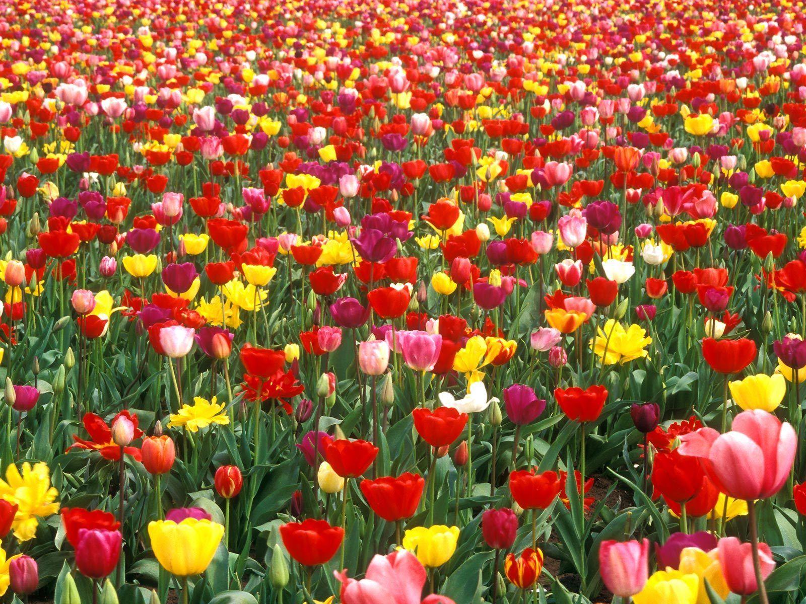 Tulip Garden Wallpapers - Top Free Tulip Garden Backgrounds