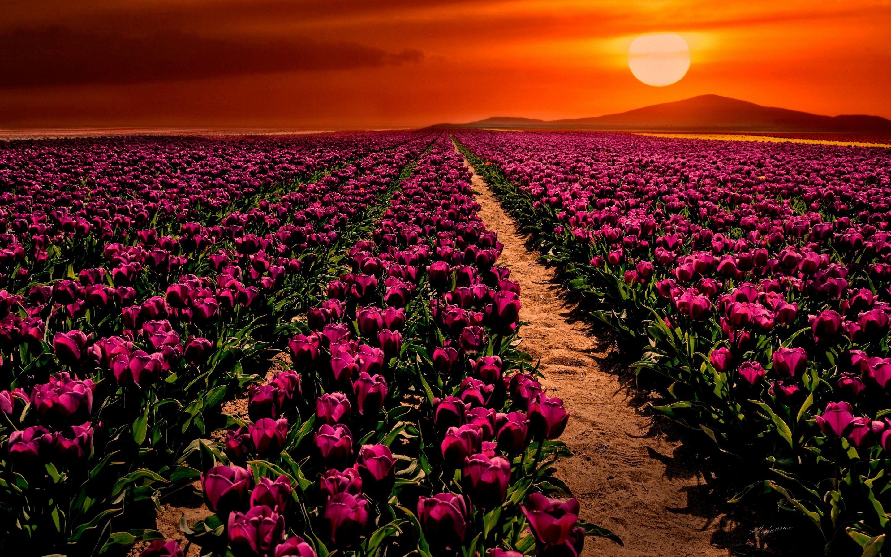 2880x1800 Wallpaper Purple tulips, Sunset, Garden, HD, Flowers / Editor's