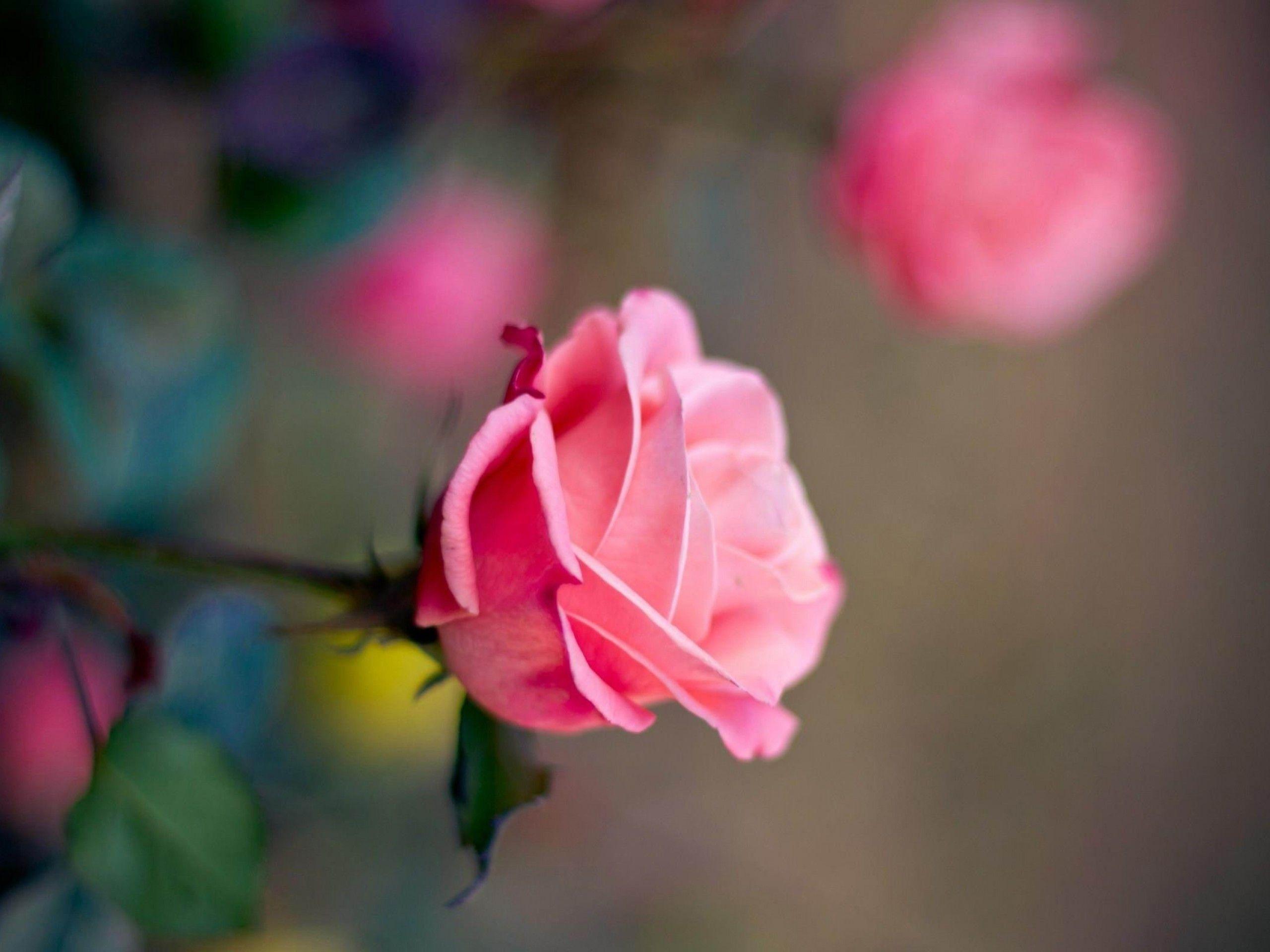 2560x1920 Pink Rose Flower Wallpaper