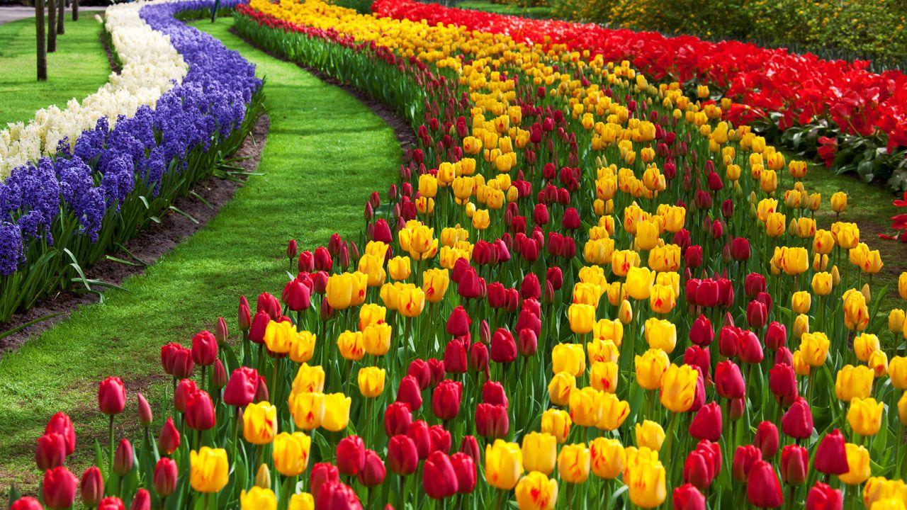 1280x720 Tulip Garden Image, Awesome Nature Tulip Garden Image