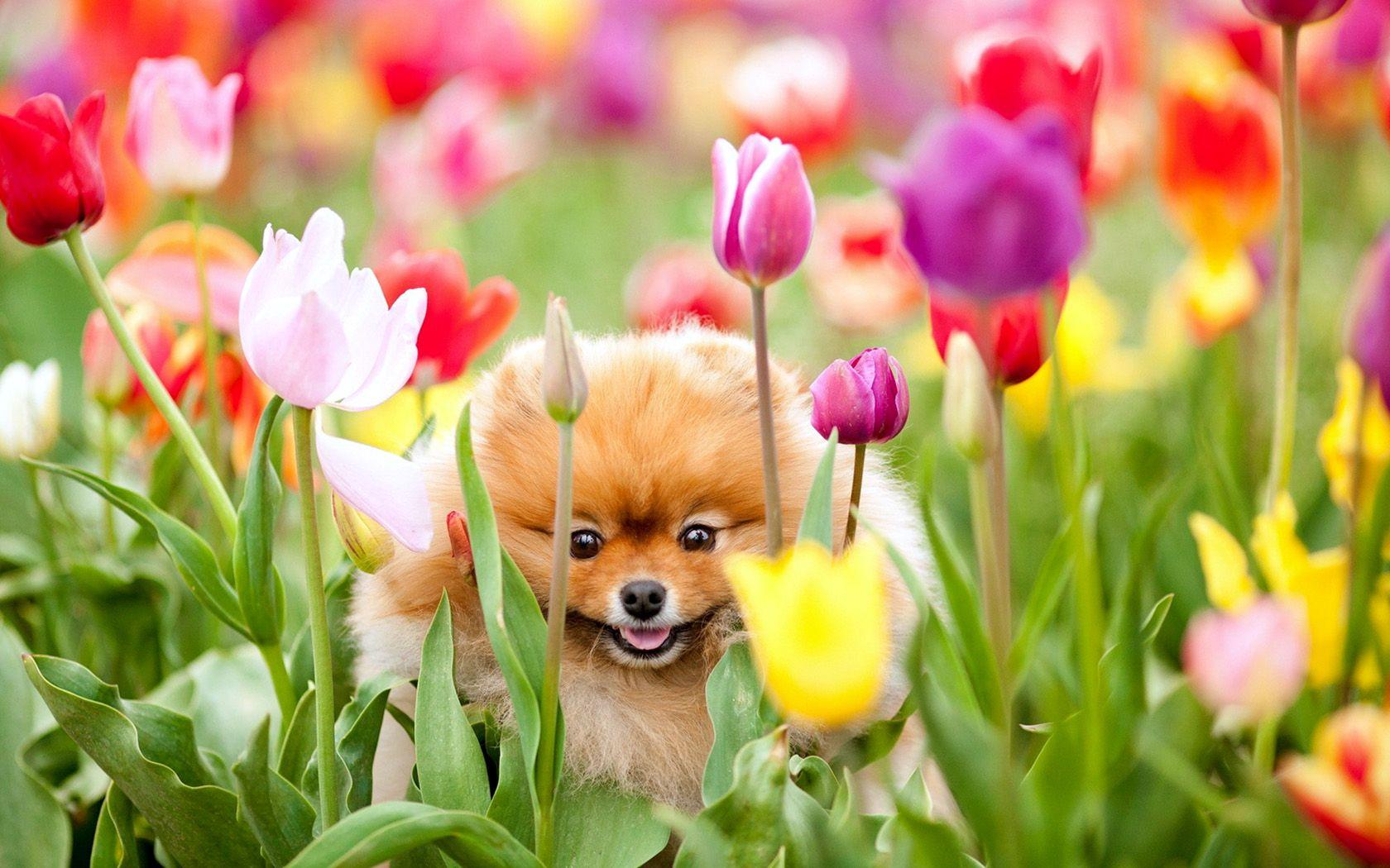 1680x1050 Cute Dog In The Tulip Garden Wallpaper HD / Desktop and Mobile