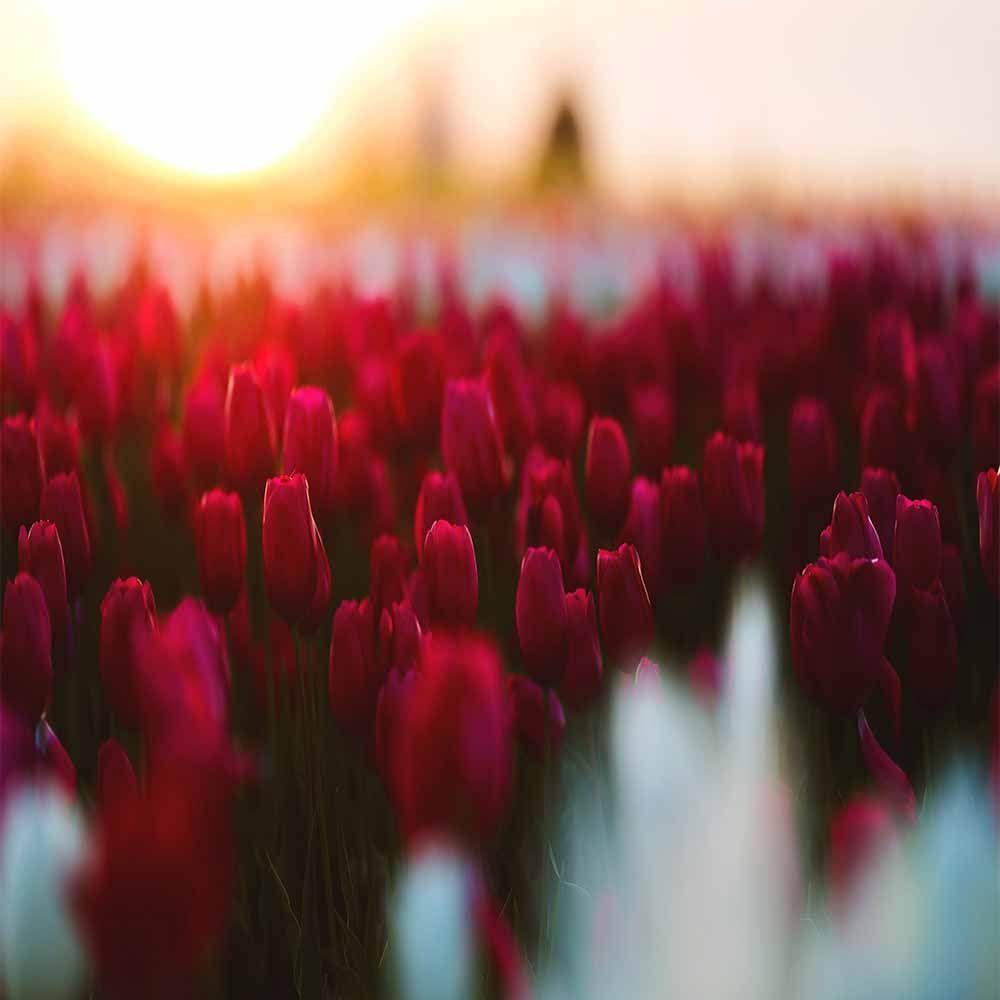 1000x1000 RED TULIP GARDEN