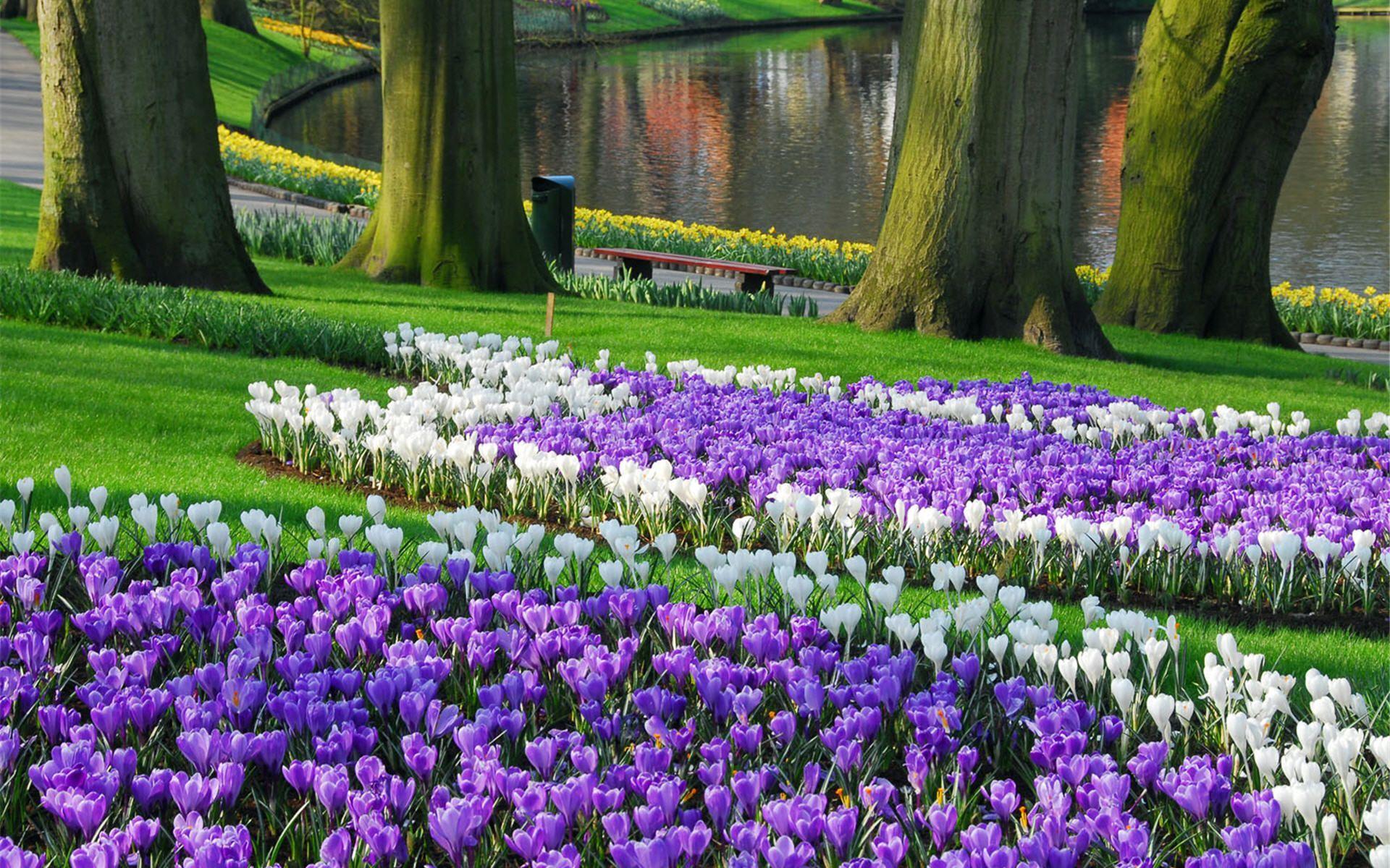 1920x1200 Keukenhof Largest Garden Wallpaper. Garden vines, Garden bulbs