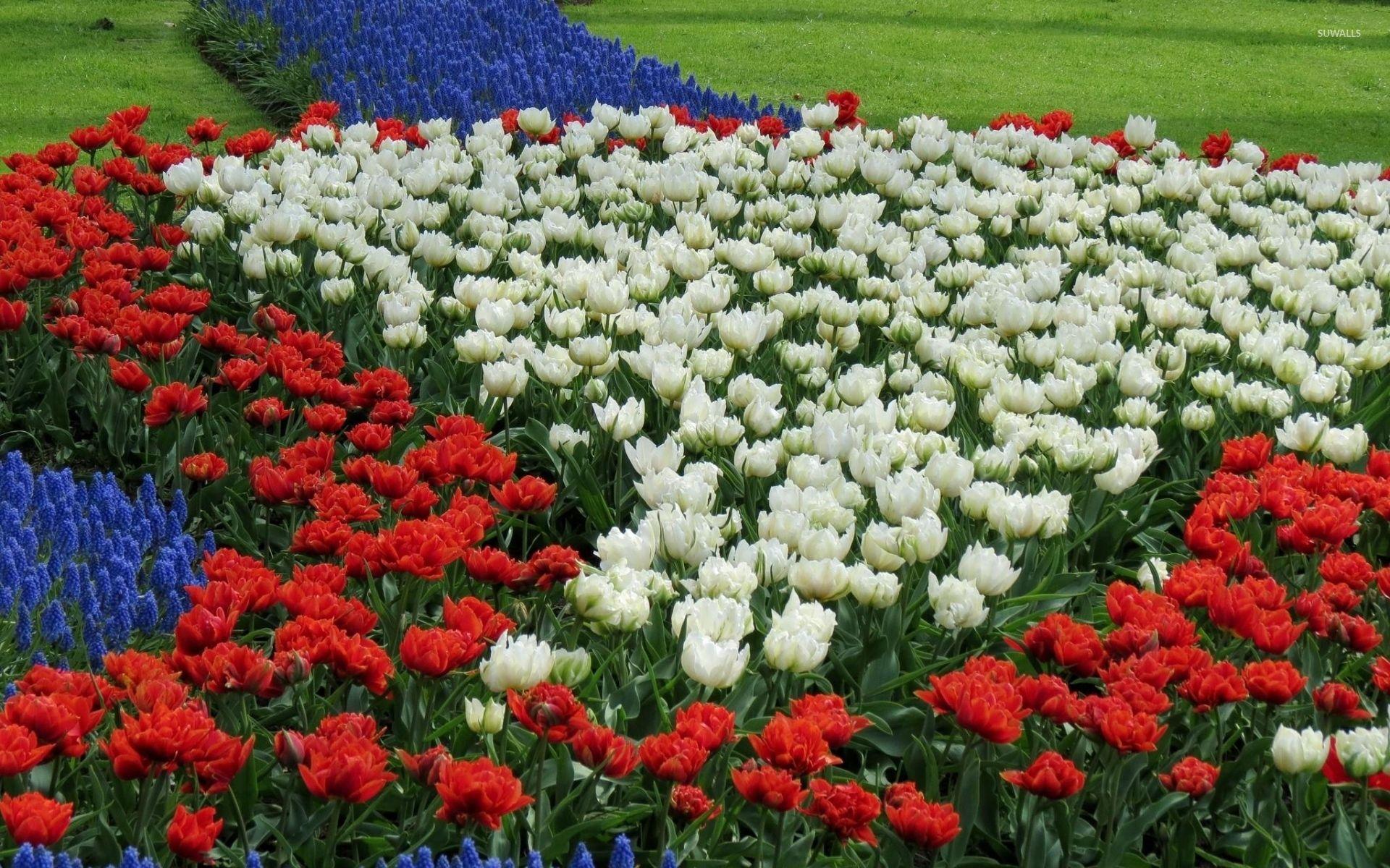 1920x1200 Tulips and grape hyacinth in a garden wallpaper