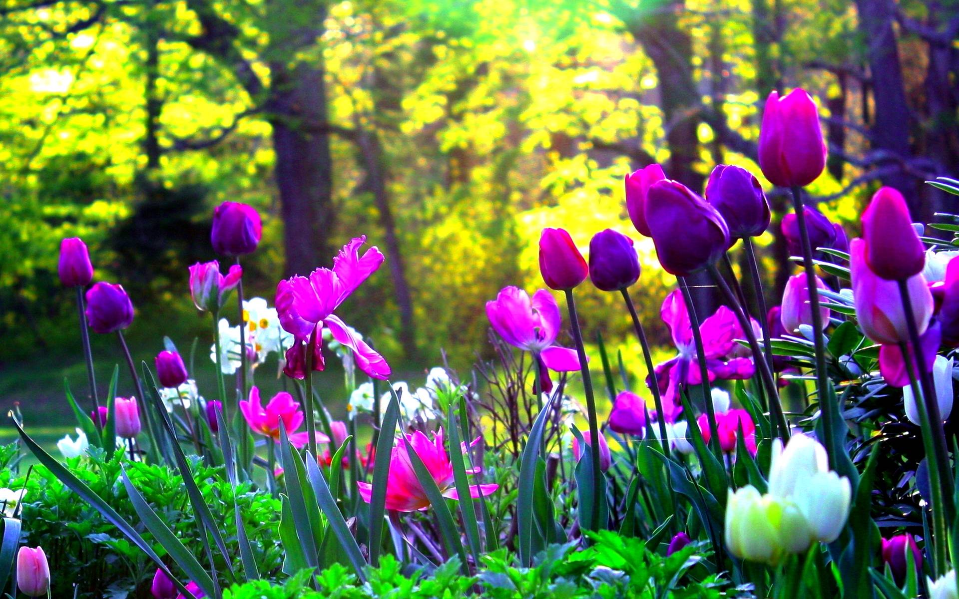 1920x1200 Tulip garden. pixels > 1920x image warehouse