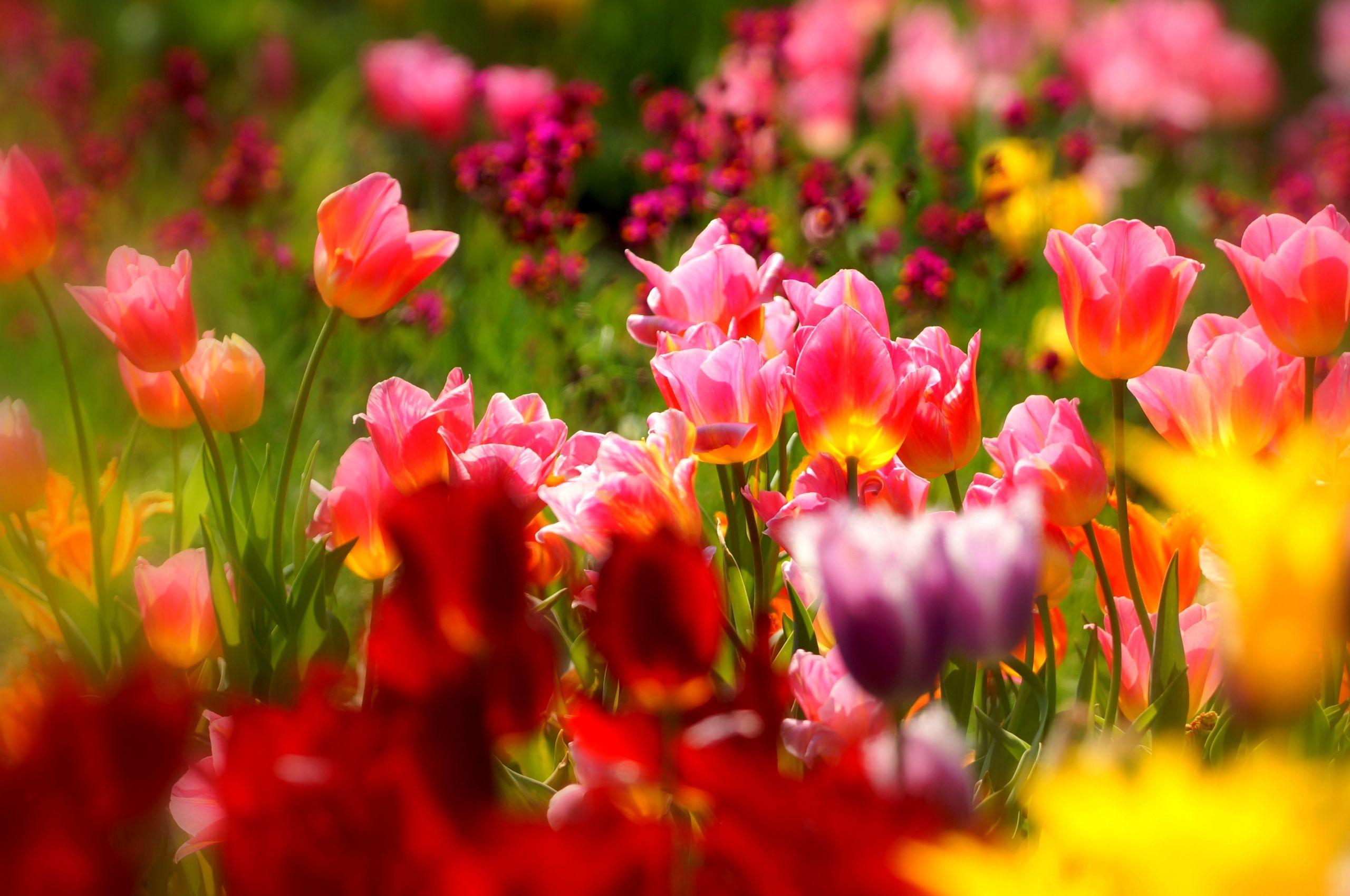 Tulip Garden Wallpapers - Top Free Tulip Garden Backgrounds