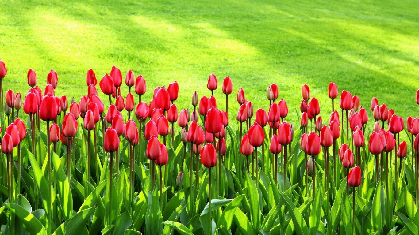 1366x768 Spring Tulip Garden, Tulip Flower Show Wallcoo tulip