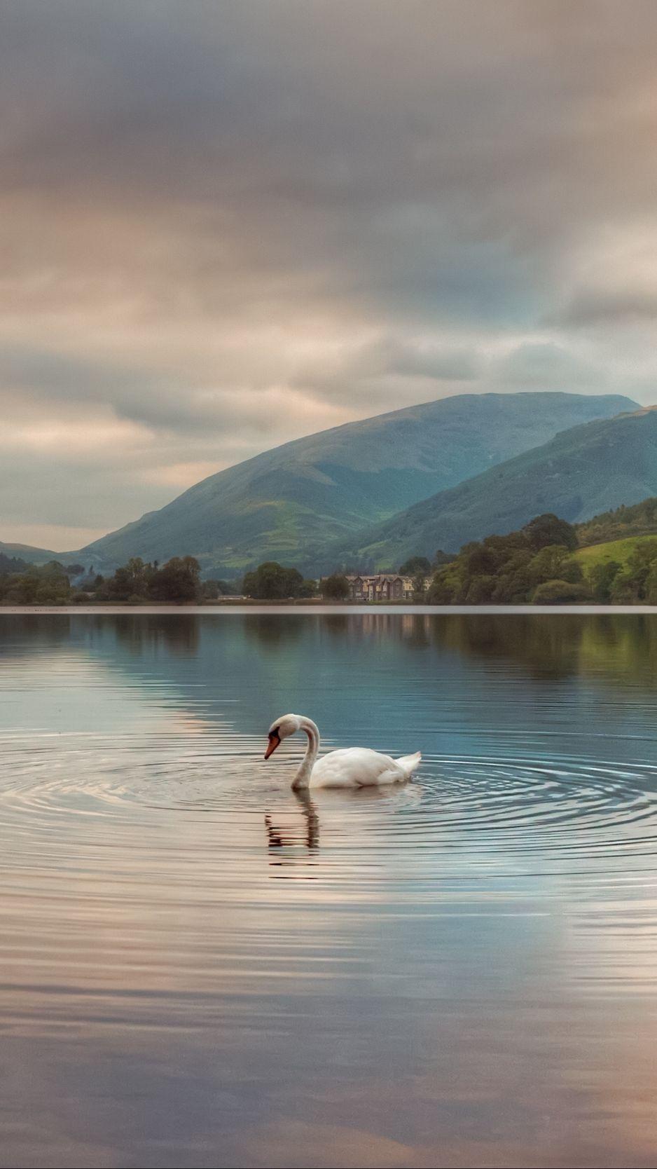 Swan Lake Wallpapers - Top Free Swan Lake Backgrounds - WallpaperAccess