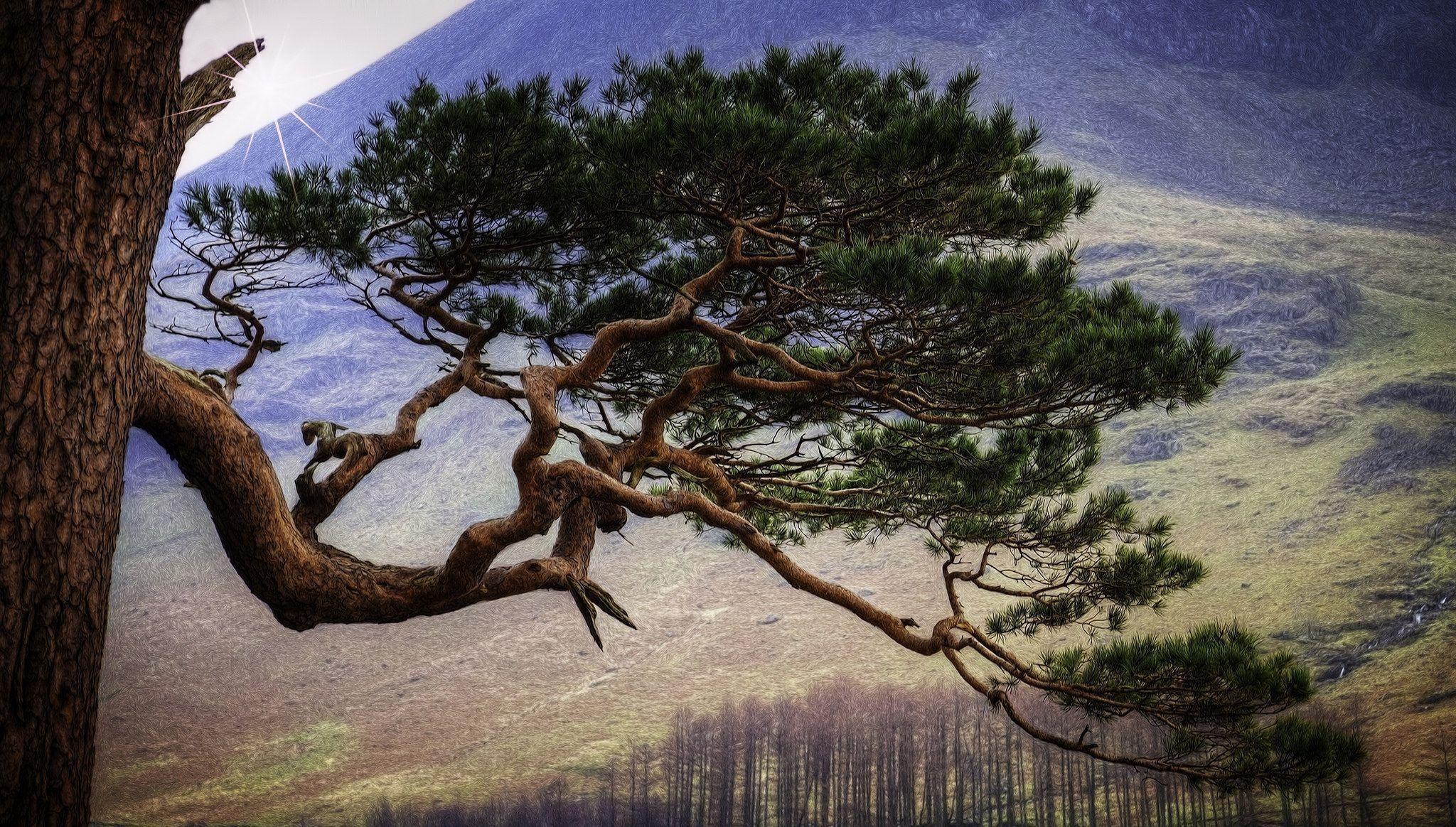 2048x1164 Download wallpaper pine, cumbria, england for desktop