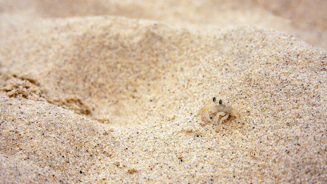 1244x700 Beach sand crabs wallpaperx1080