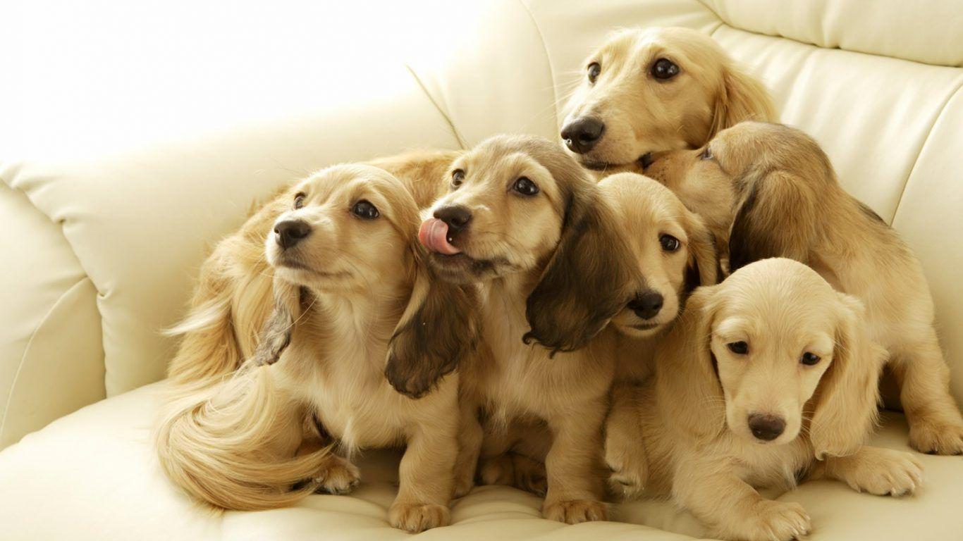 1366x768 Dogs: Elemental Clan Rock Warriors River Wolves Pack Husky Dog
