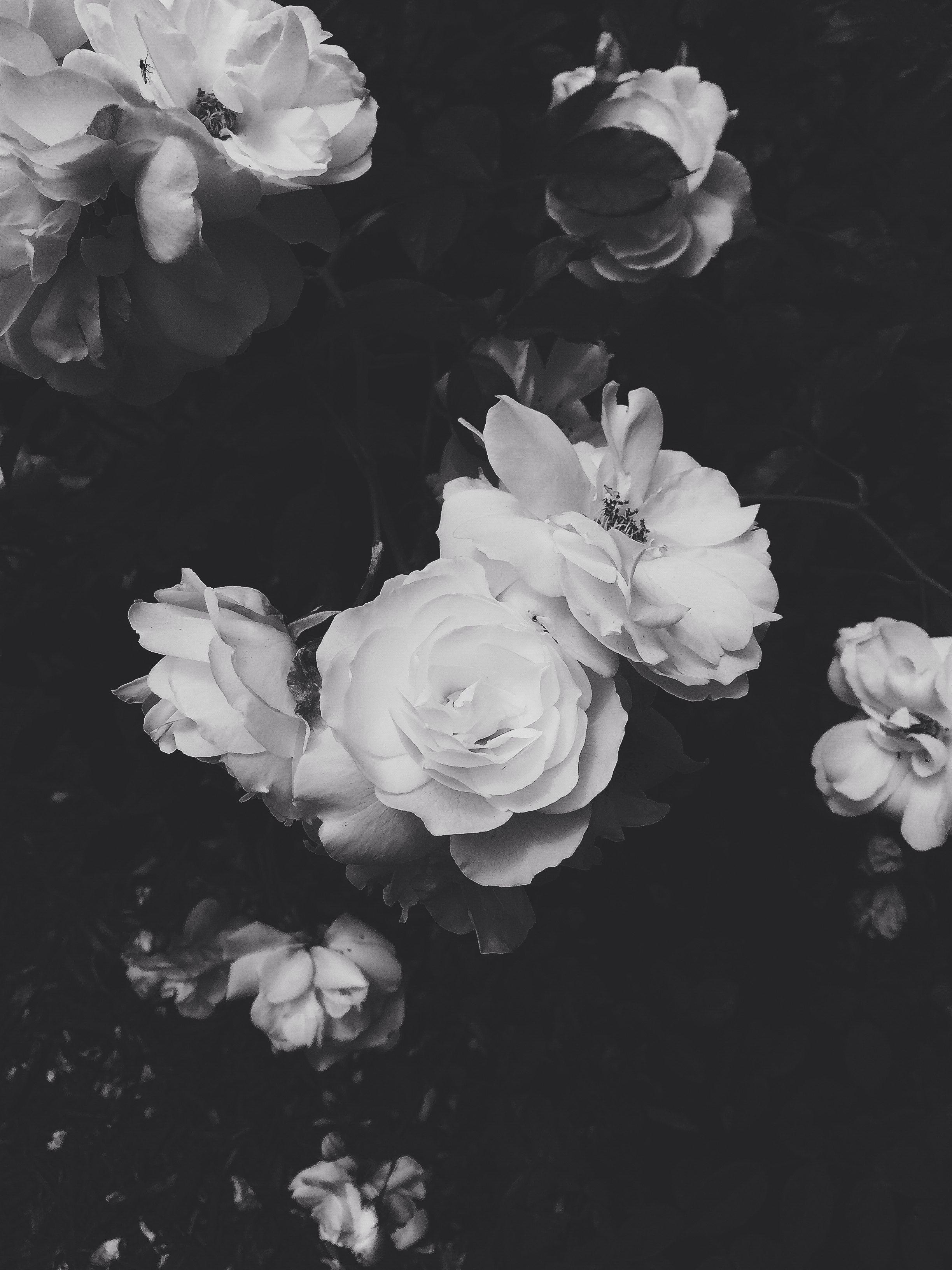 Black And White Flower Art Wallpapers Top Free Black And White Flower Art Backgrounds Wallpaperaccess