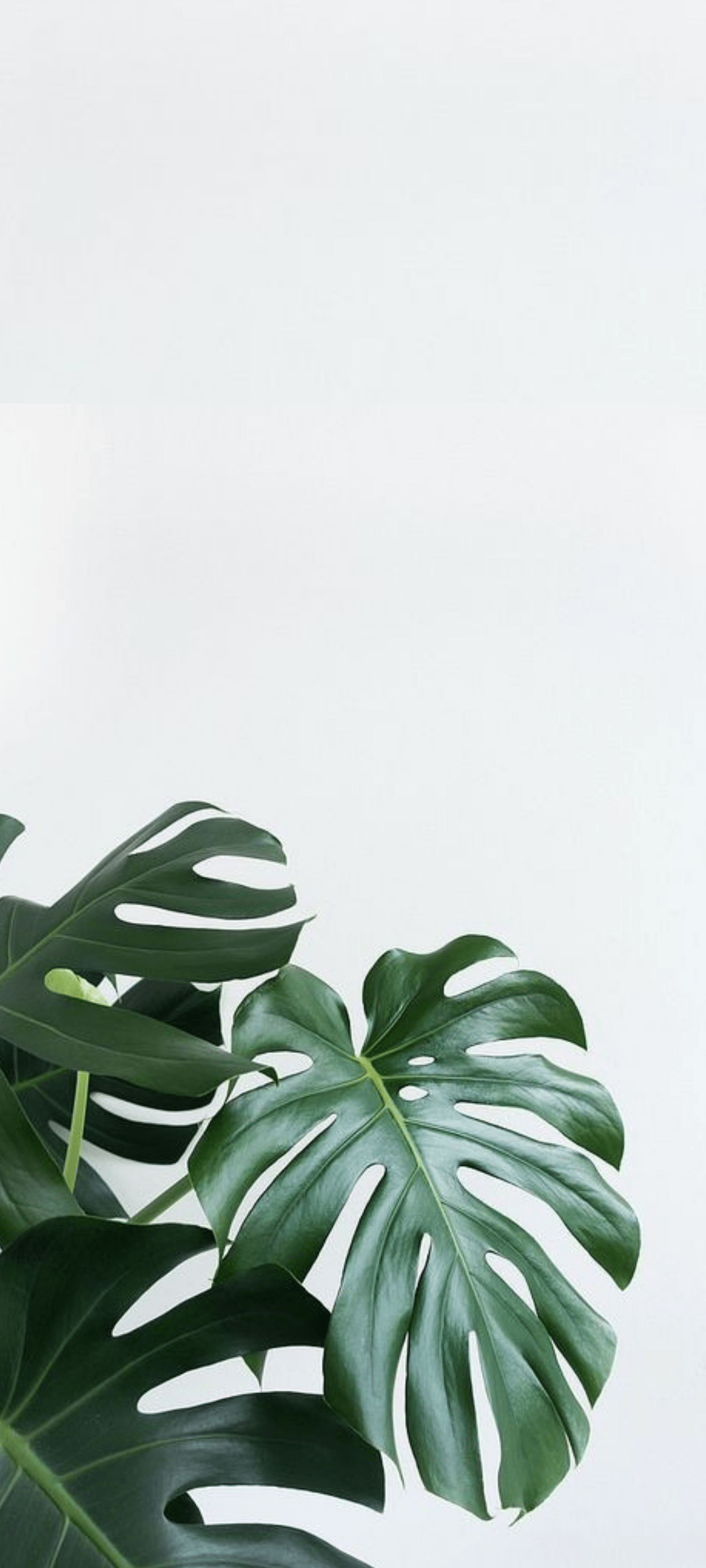 Plant Aesthetic Phone Wallpapers   Top Free Plant Aesthetic Phone ...