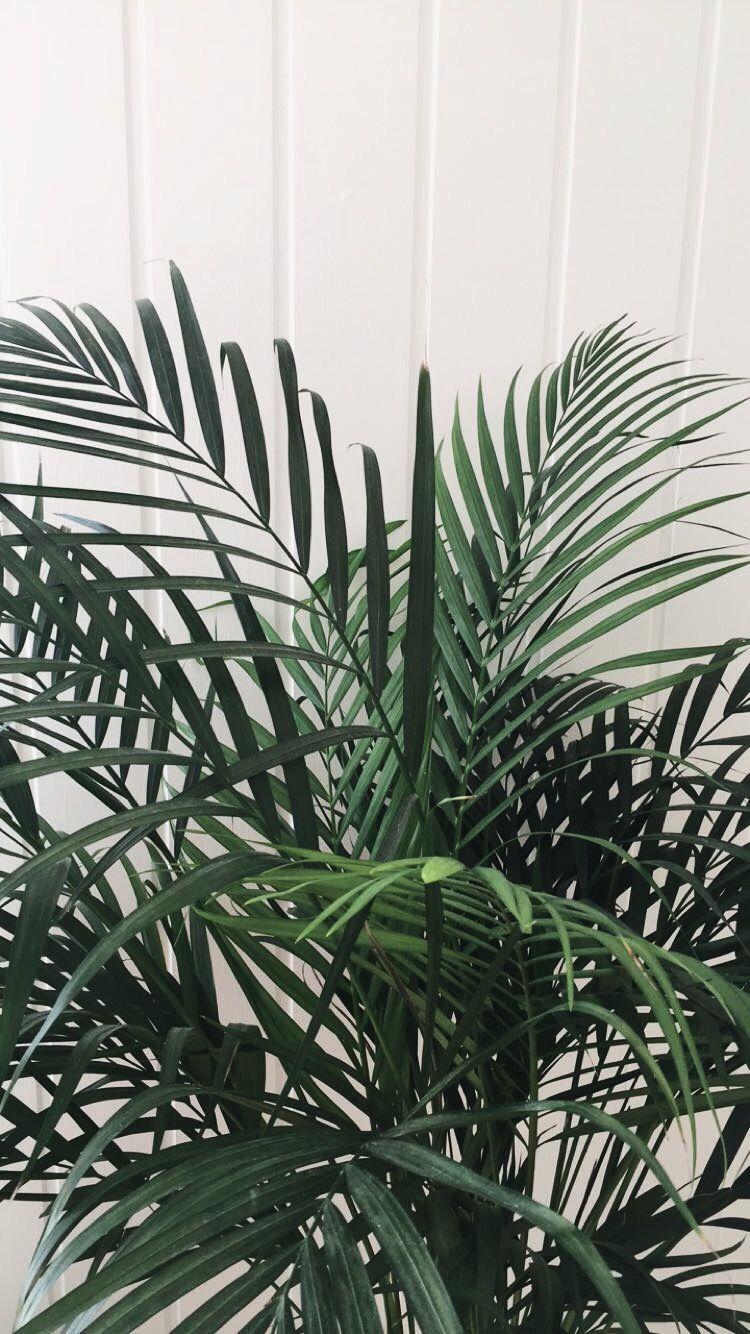 750x1334 Hannah Sheridan Duque On Insta. Plant Wallpaper, Plant Aesthetic