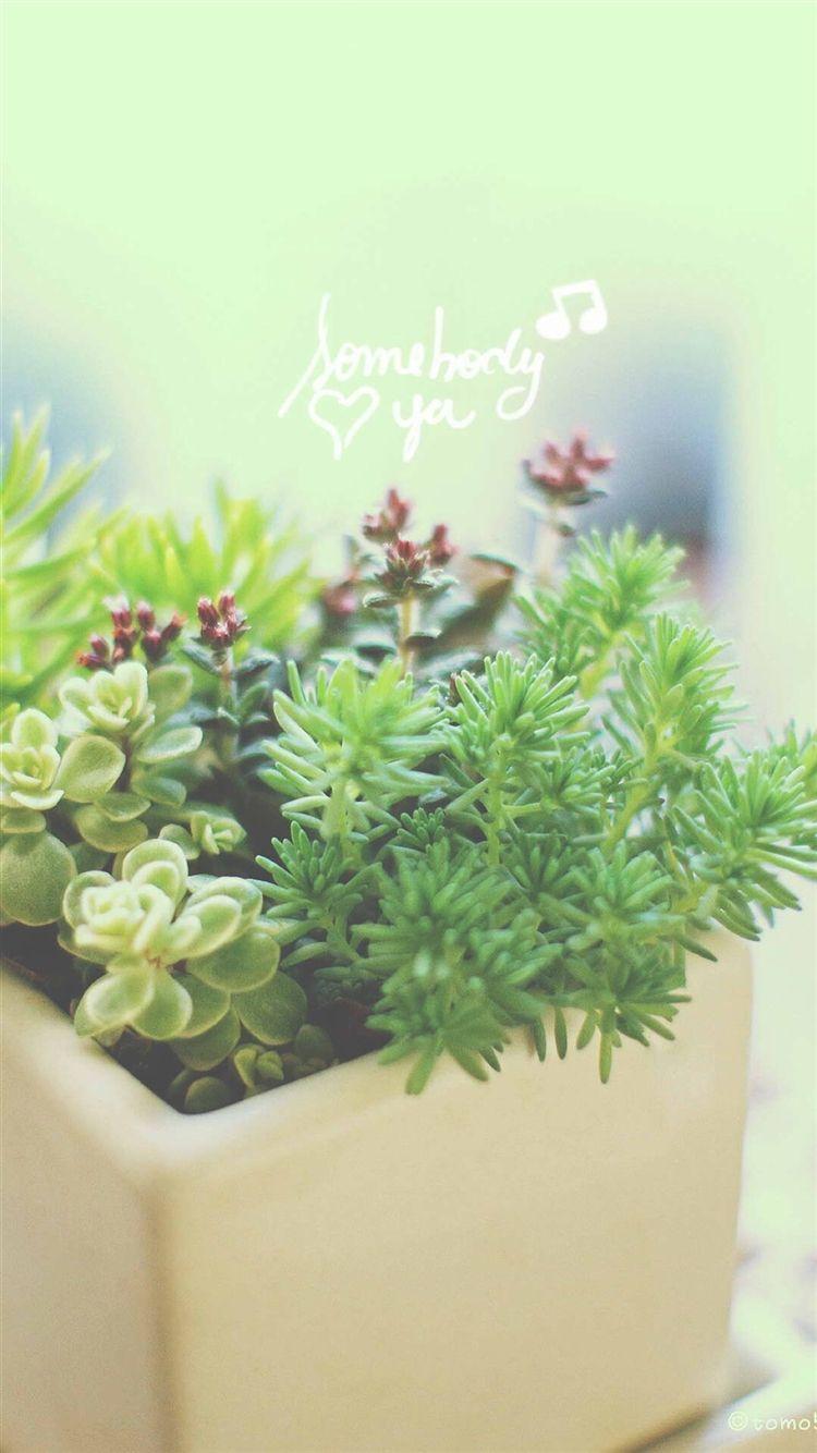 750x1334 Nature Vitality Aesthetic Fleshy Plant Pot iPhone 8 Wallpaper