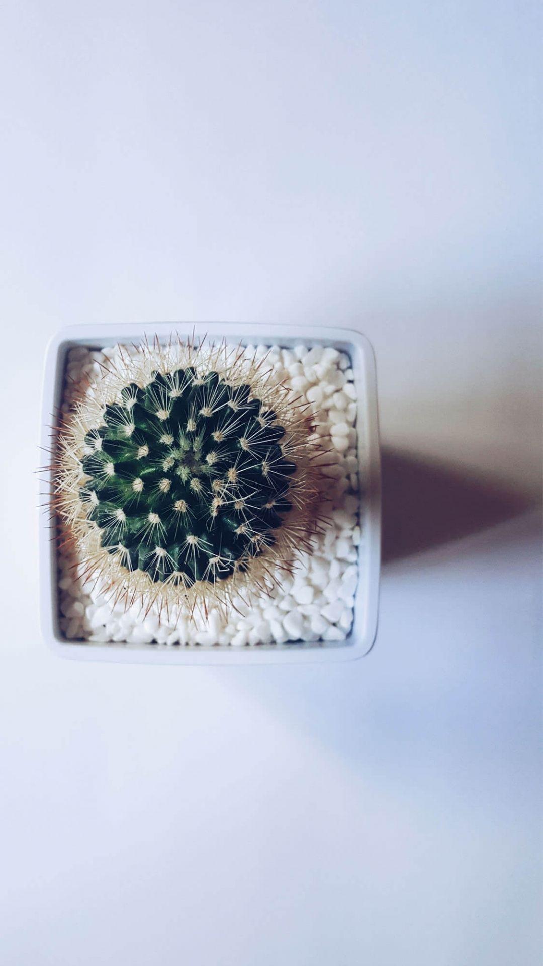 1080x1920 Free download 1125 2436 Plant Aesthetic iPhone Xs Wallpaper