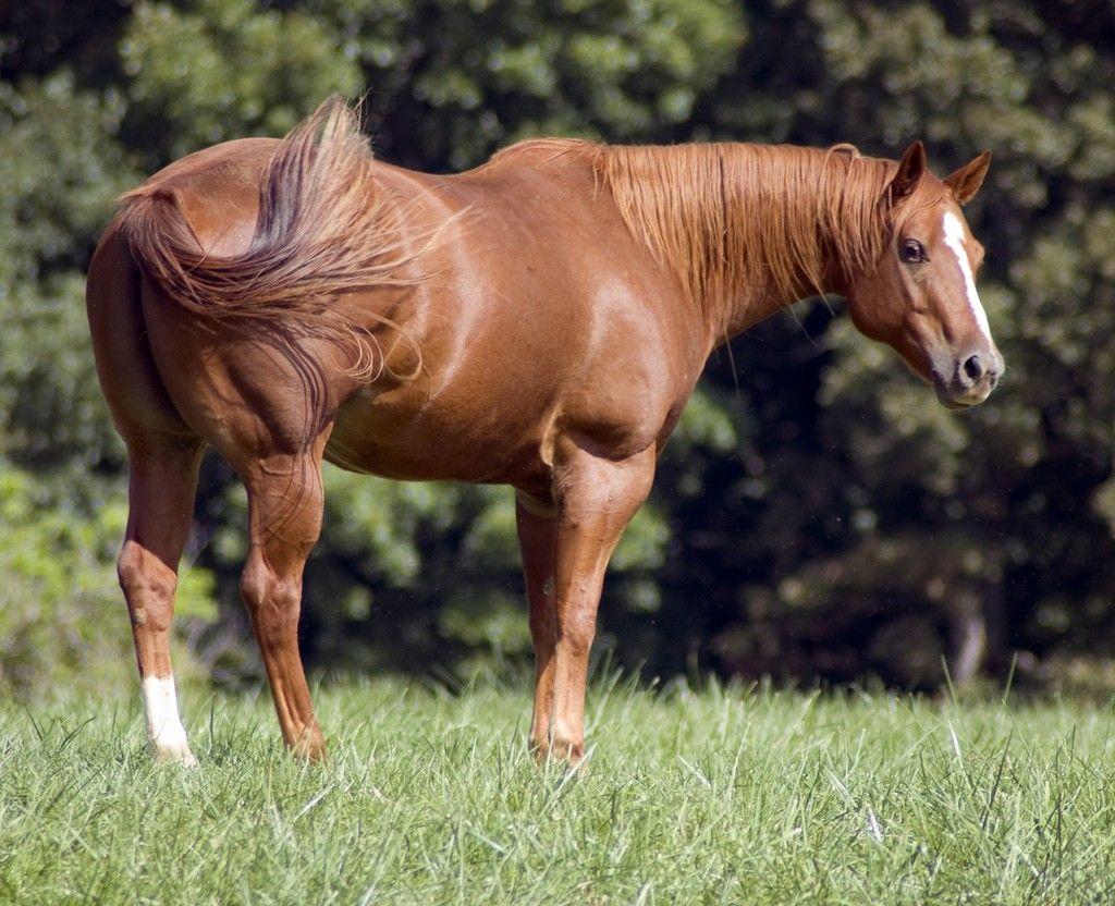 1024x832 Horses Wallpaper: Horse Water Elemental Colors Animal