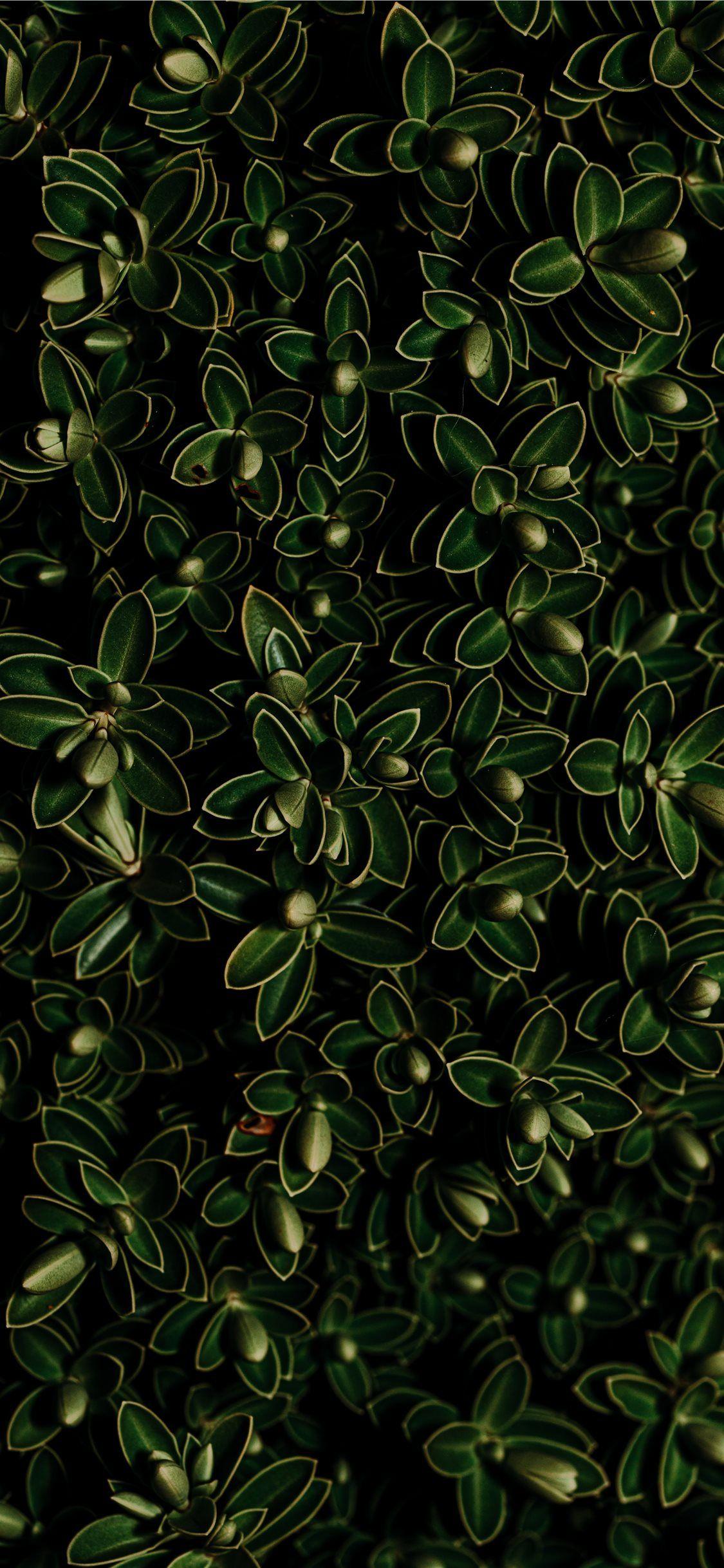 1125x2436 green leaf plant iPhone X Wallpaper Free Download