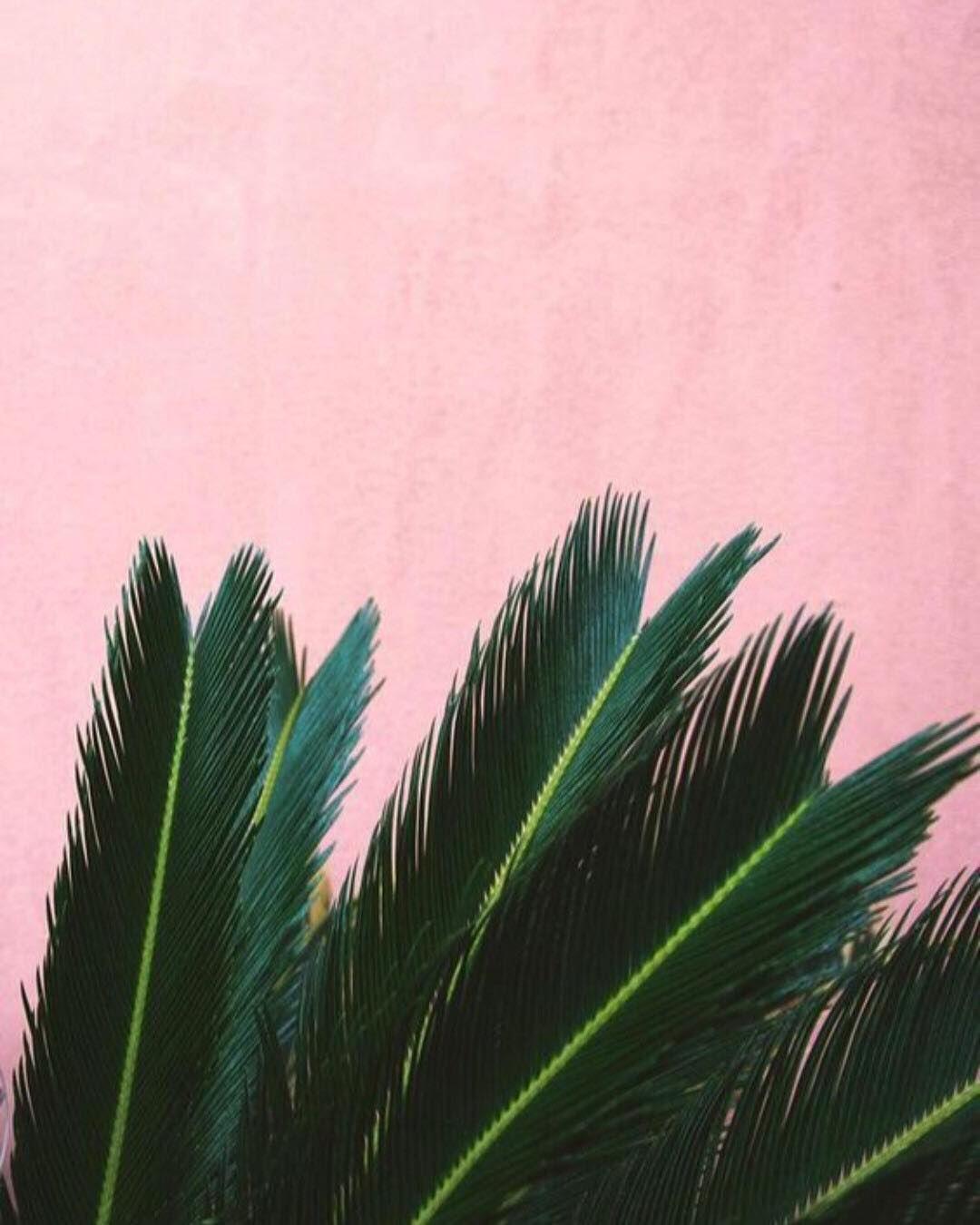 1080x1350 pink plants plants on pink pink aesthetic baby plants baby plants