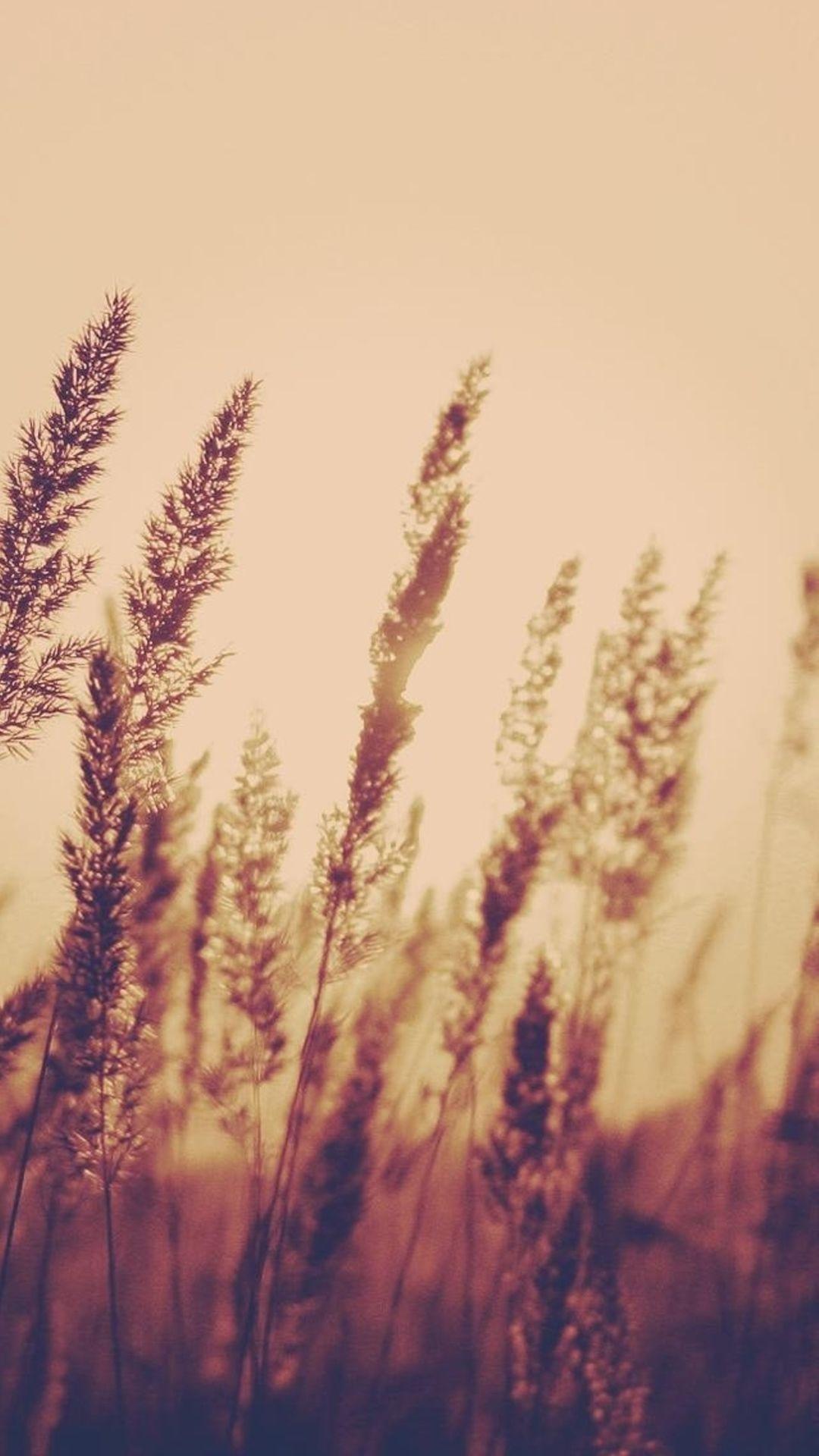 1080x1920 Nature Aesthetic Reed Plant Field Blur iPhone 8 Wallpaper Free