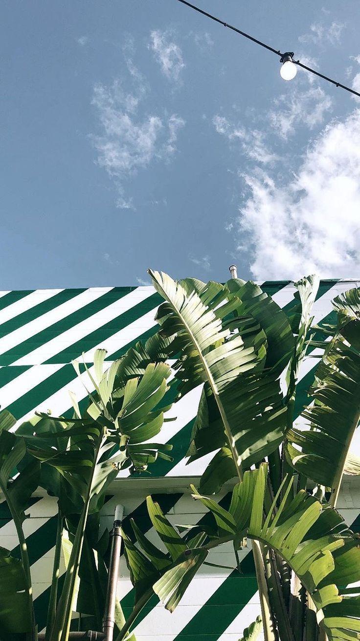 736x1309 green palm leaves #style. Wallpaper tumblr lockscreen, Plant