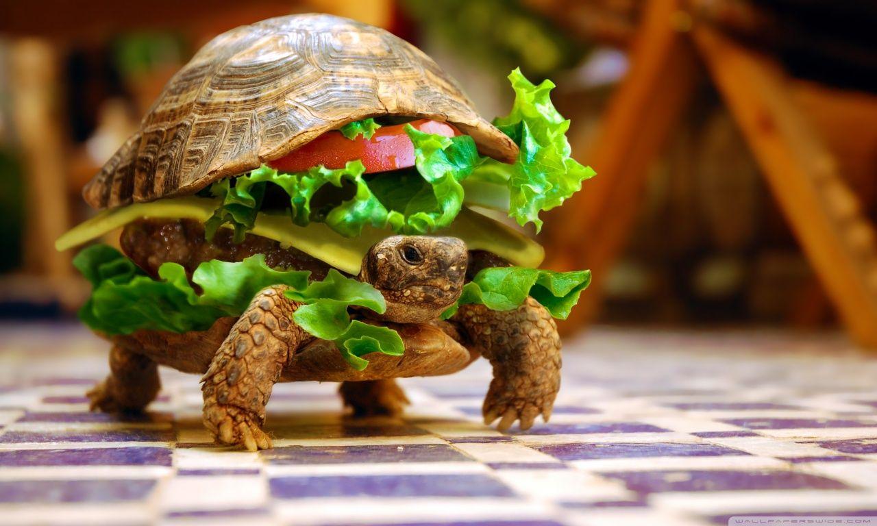 1280x768 Cheese Turtle Burger By K23 ❤ 4K HD Desktop Wallpaper for 4K Ultra