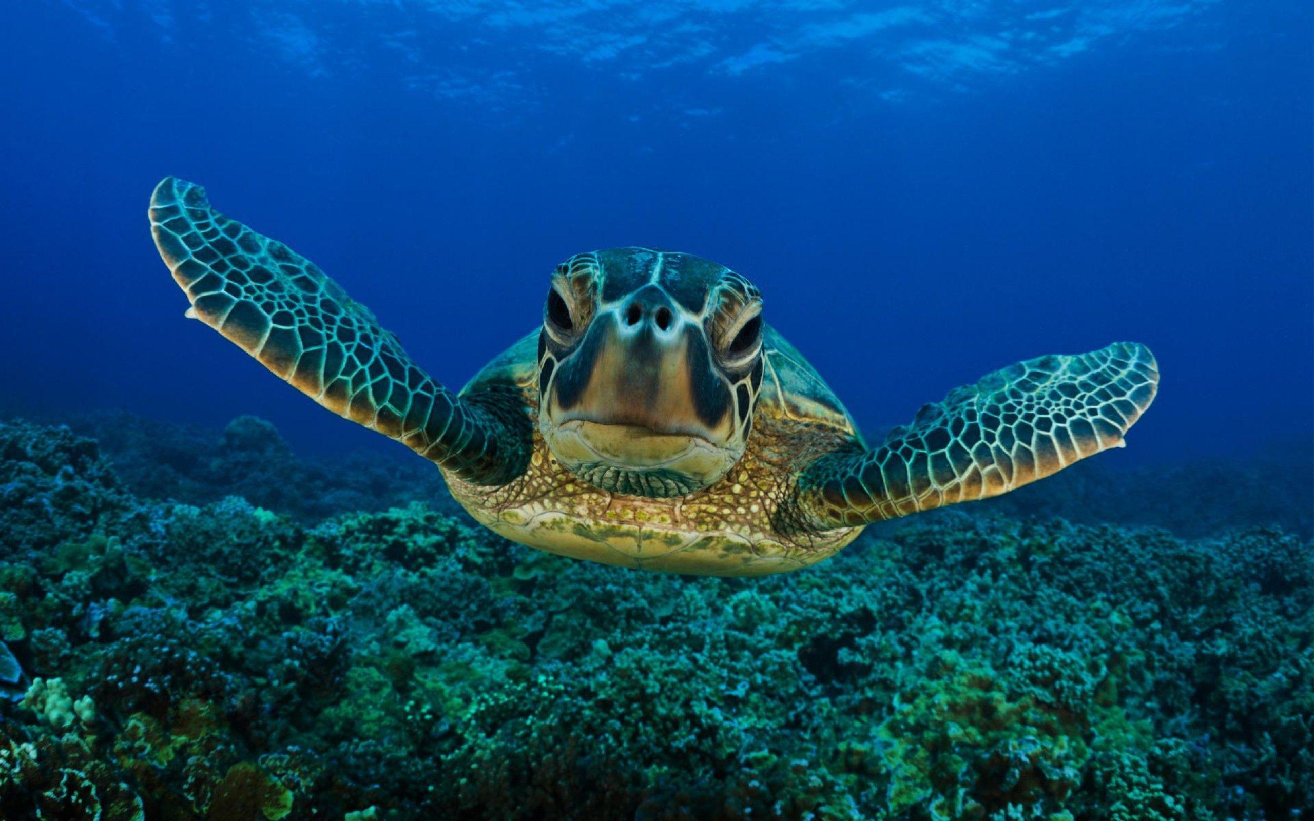 2560x1600 Turtle Wallpaper