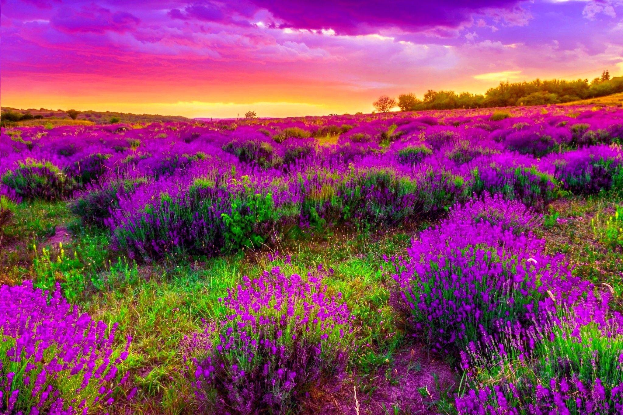 2048x1365 Pretty Spring Background and Wallpaper