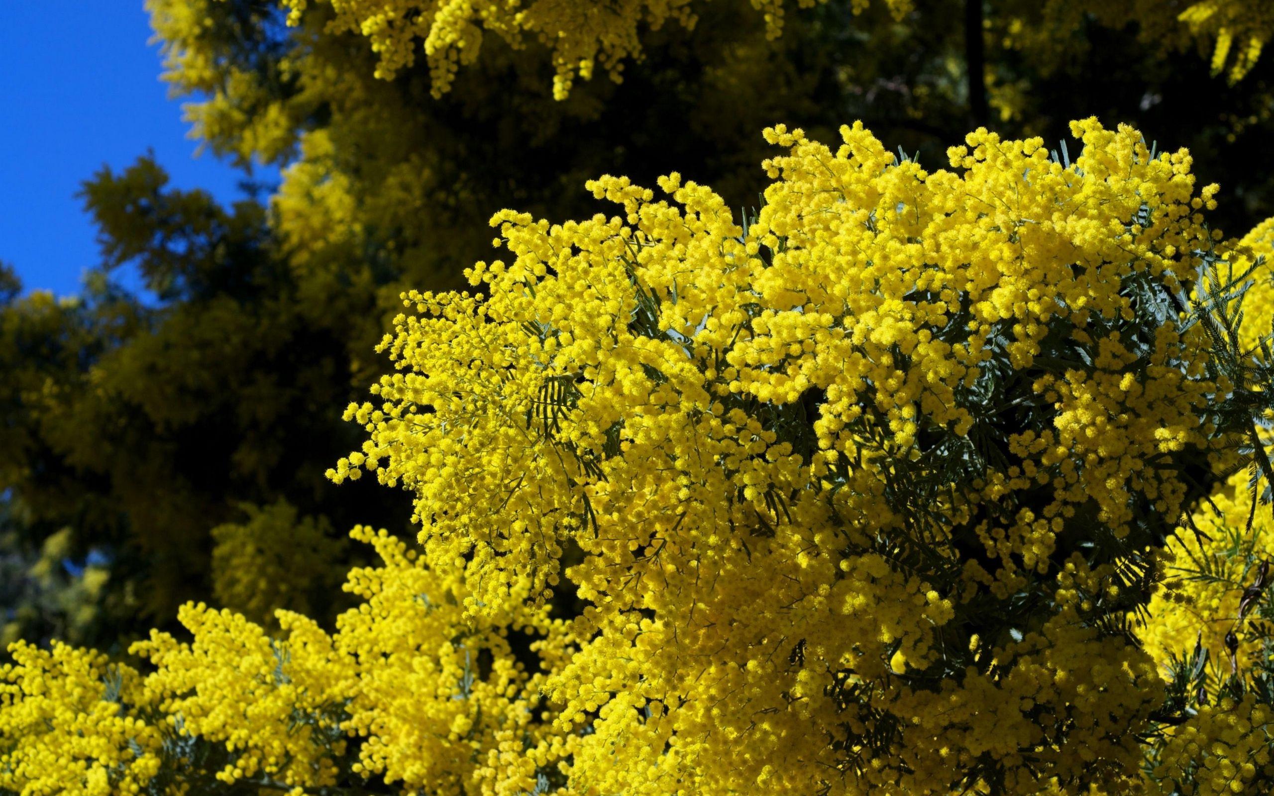 2560x1600 Download wallpaper 2560x1600 mimosa, twigs, shrubs, fluffy, spring