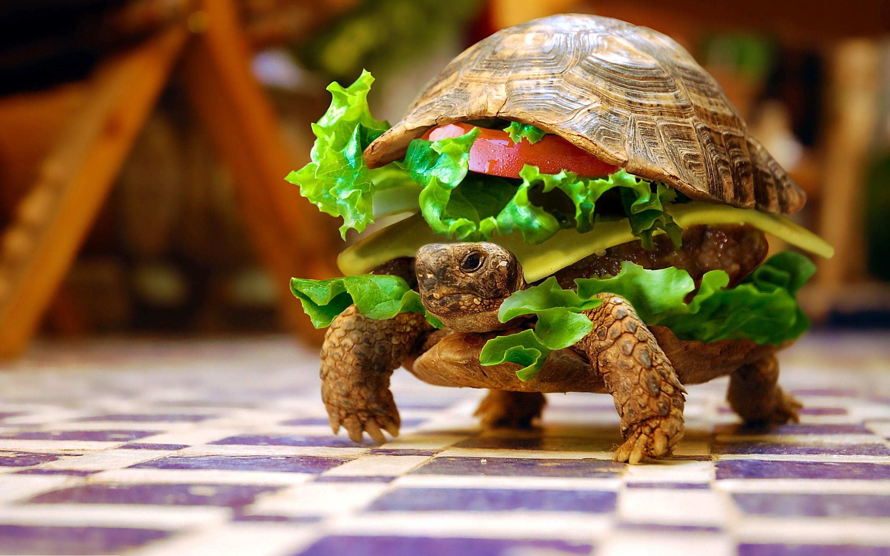 2880x1800 Animals Turtle Burger Funny Image Wallpaper HD Desktop Mobile PIC