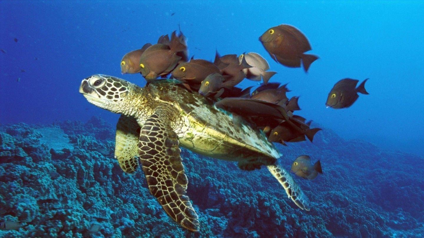 1440x810 Turtles image Sea Turtle wallpaper HD wallpaper and background