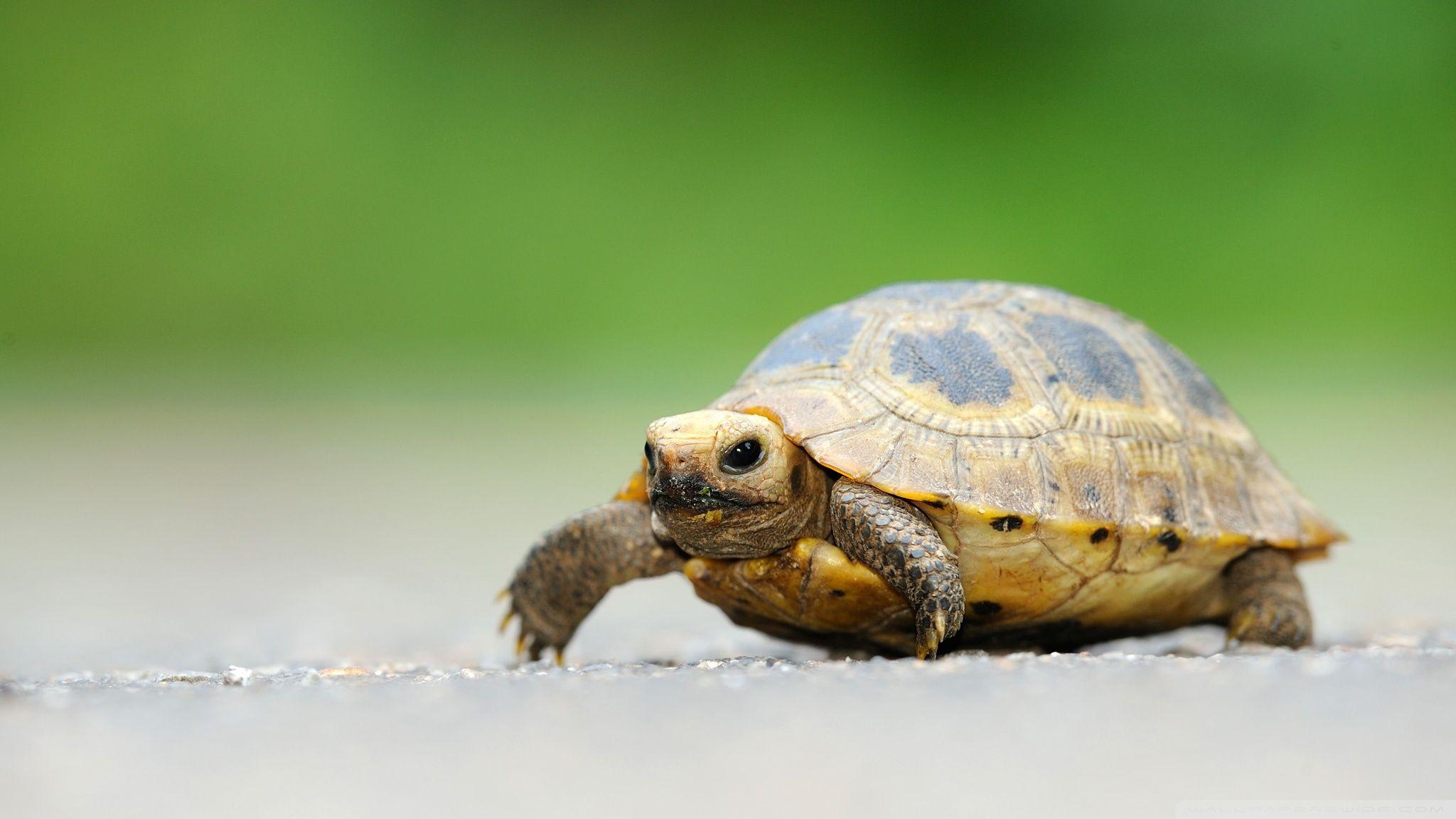 2048x1152 Baby Elongated Tortoise ❤ 4K HD Desktop Wallpaper for 4K Ultra HD