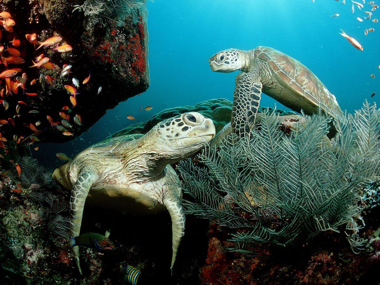 1600x1200 cute turtles wallpaper Desktop Wallpaperk HD