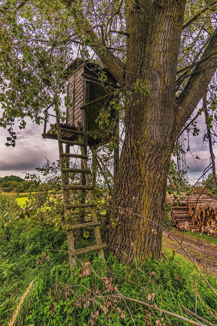 910x1366 HD wallpaper: hunter was, log cabin, hut, wood, old, forest