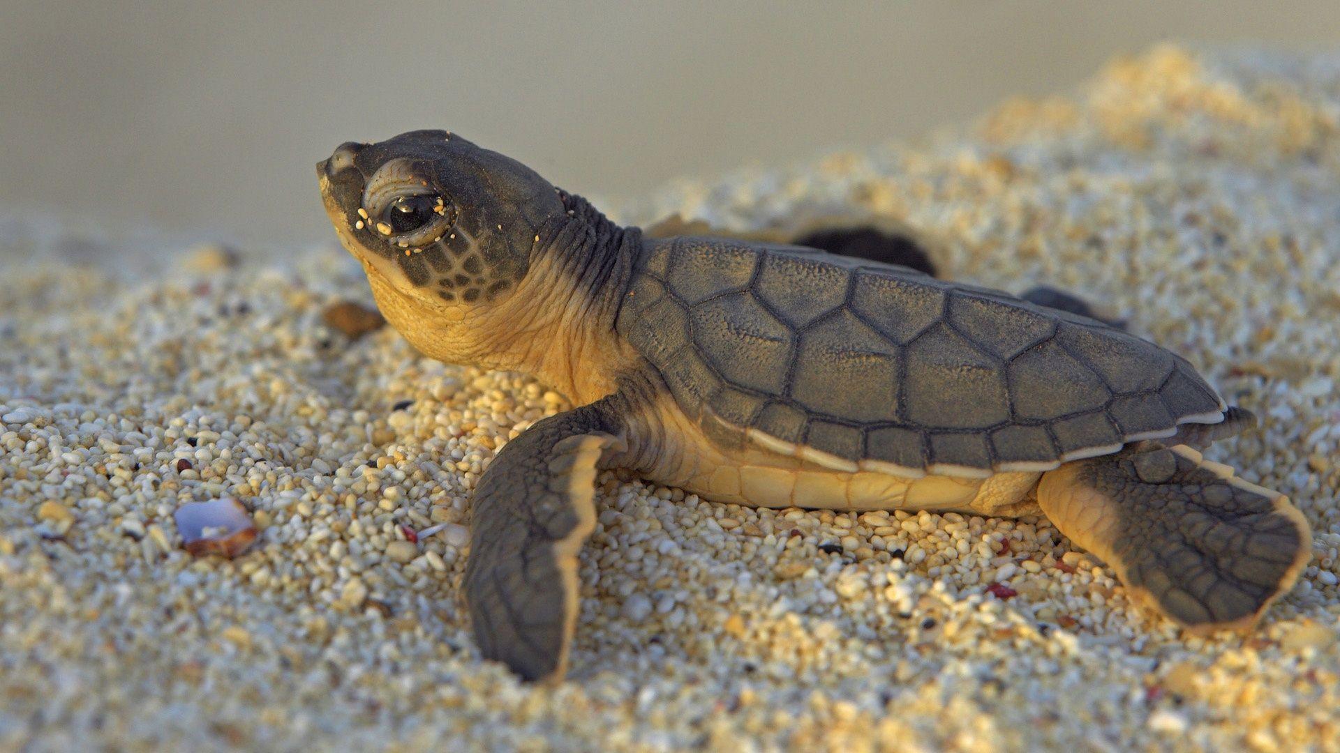 1920x1080 Baby Turtle, Cute, Stones, Close Up wallpaper. animals. Wallpaper