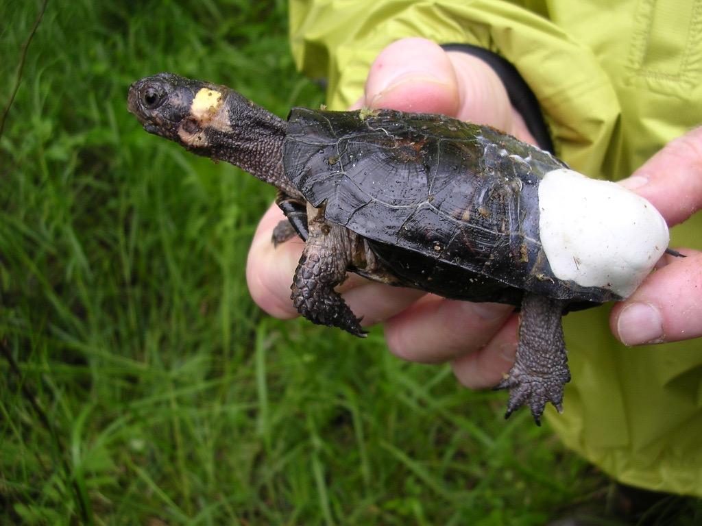 1024x768 Baby Turtle Wallpaper