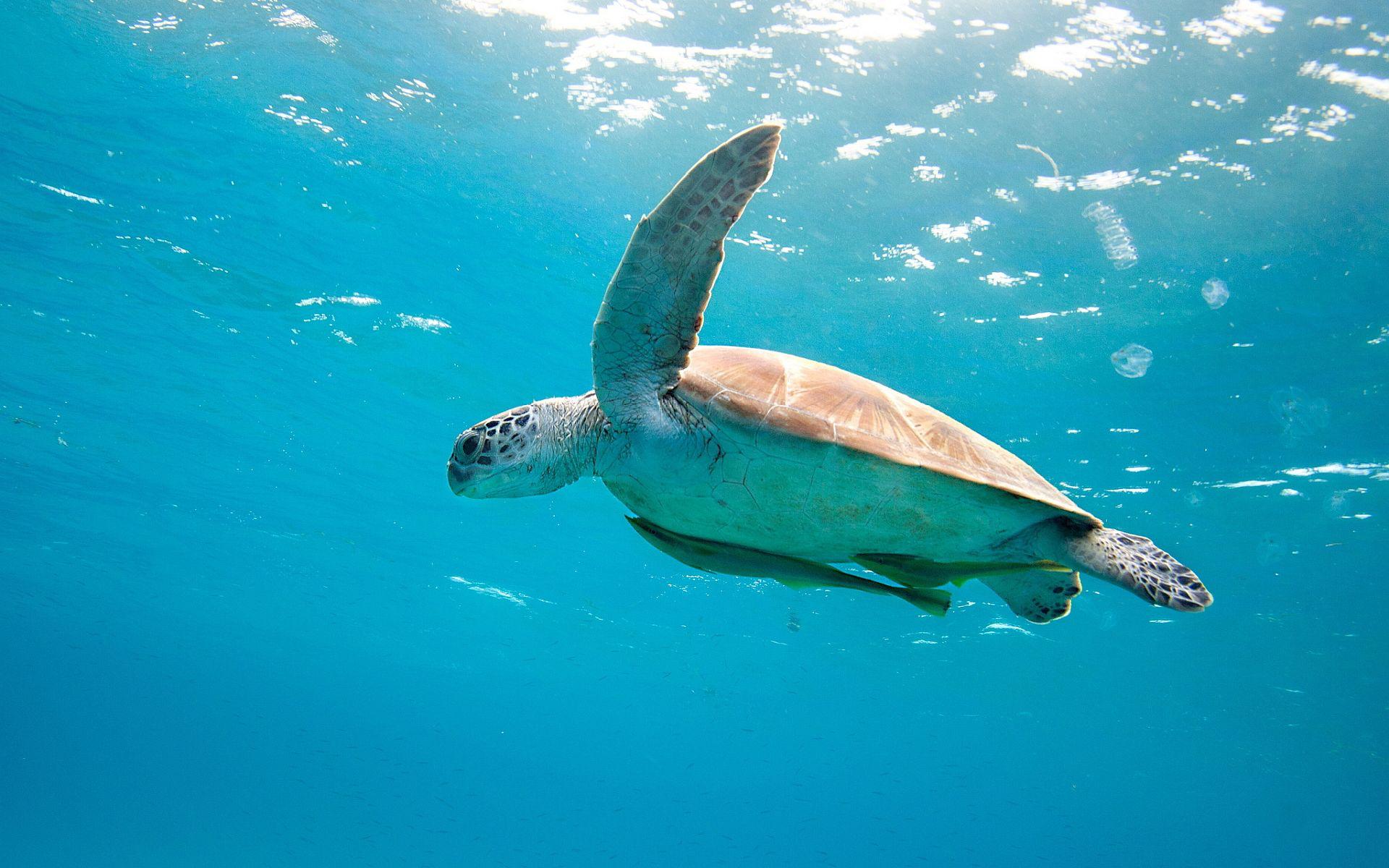 1920x1200 Cute Turtle