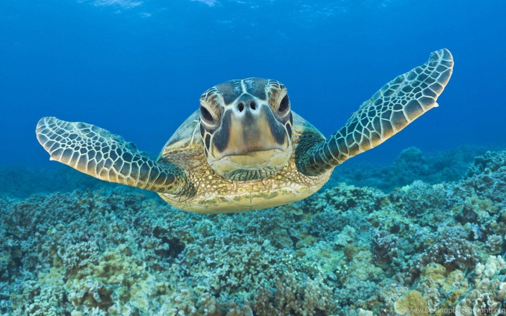 1680x1050 Cute Turtle Wallpaper 4KG WallPey Desktop Background