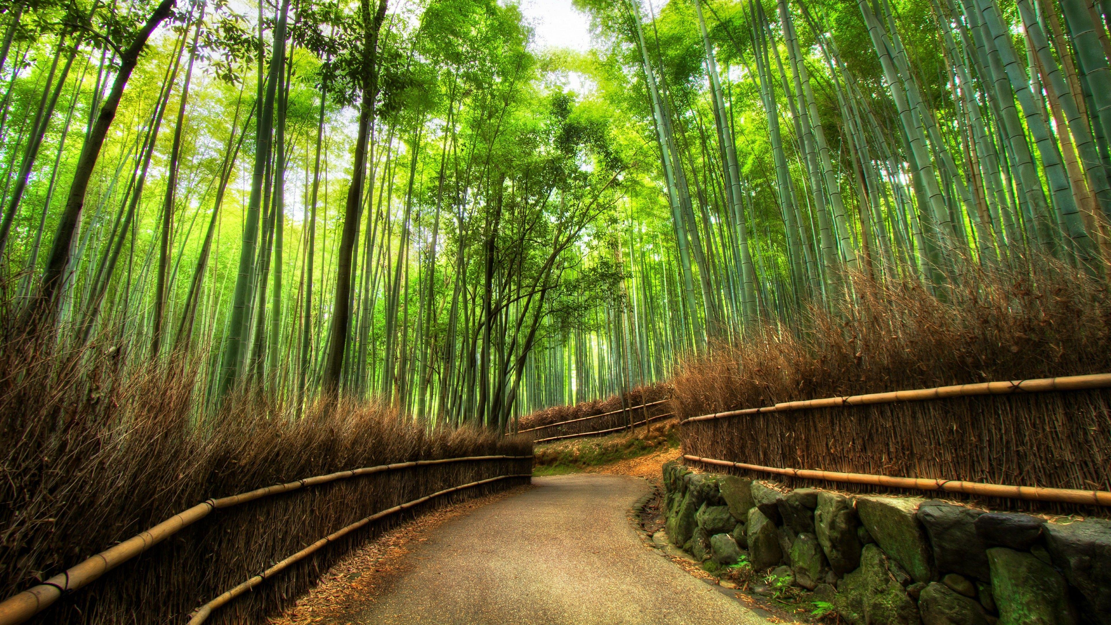 Bamboo Forest Wallpaper 1920x1200  Luoghi esotici Bei posti Giappone