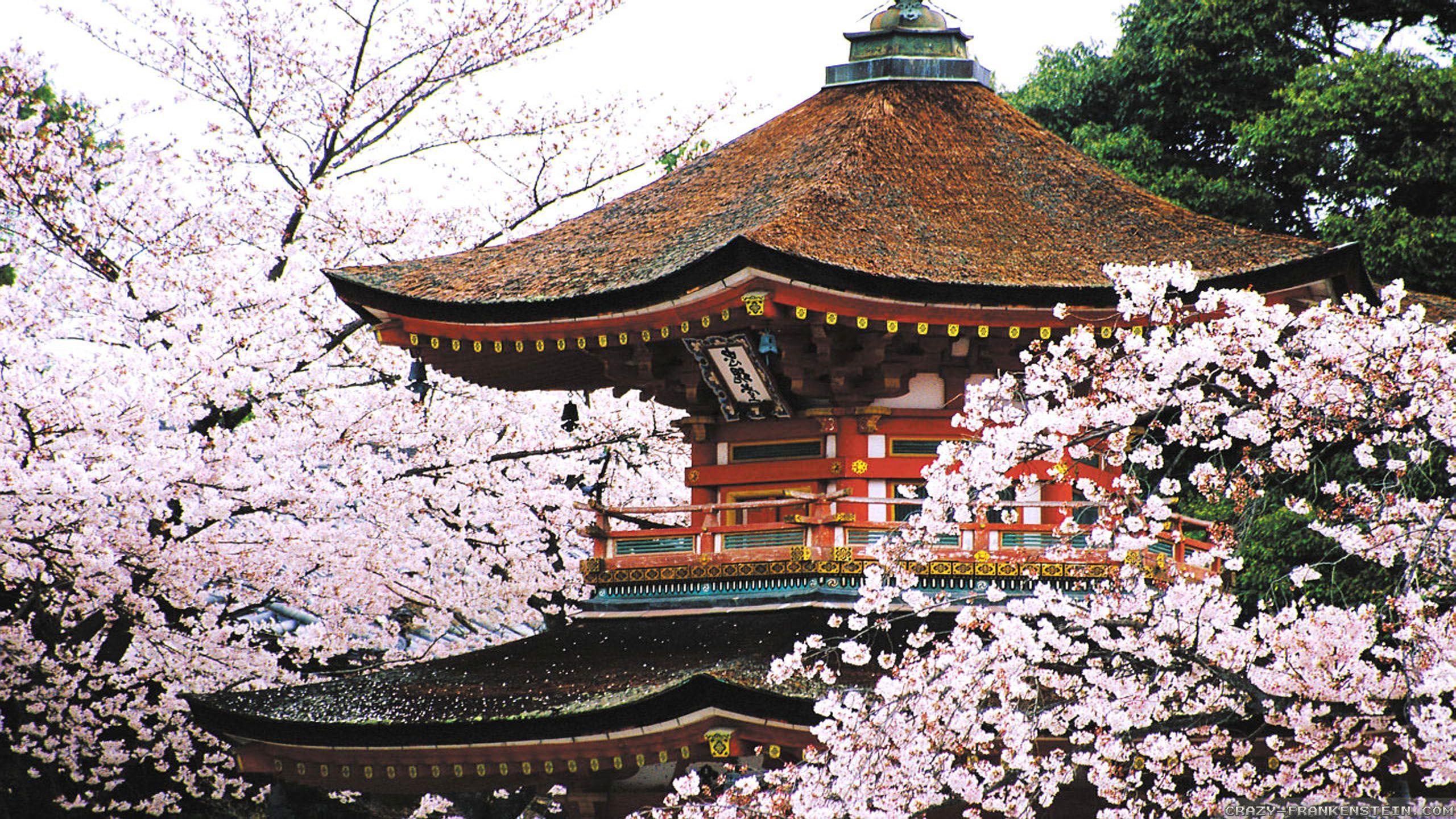 Kyoto Cherry Blossom Desktop Wallpapers Top Free Kyoto Cherry