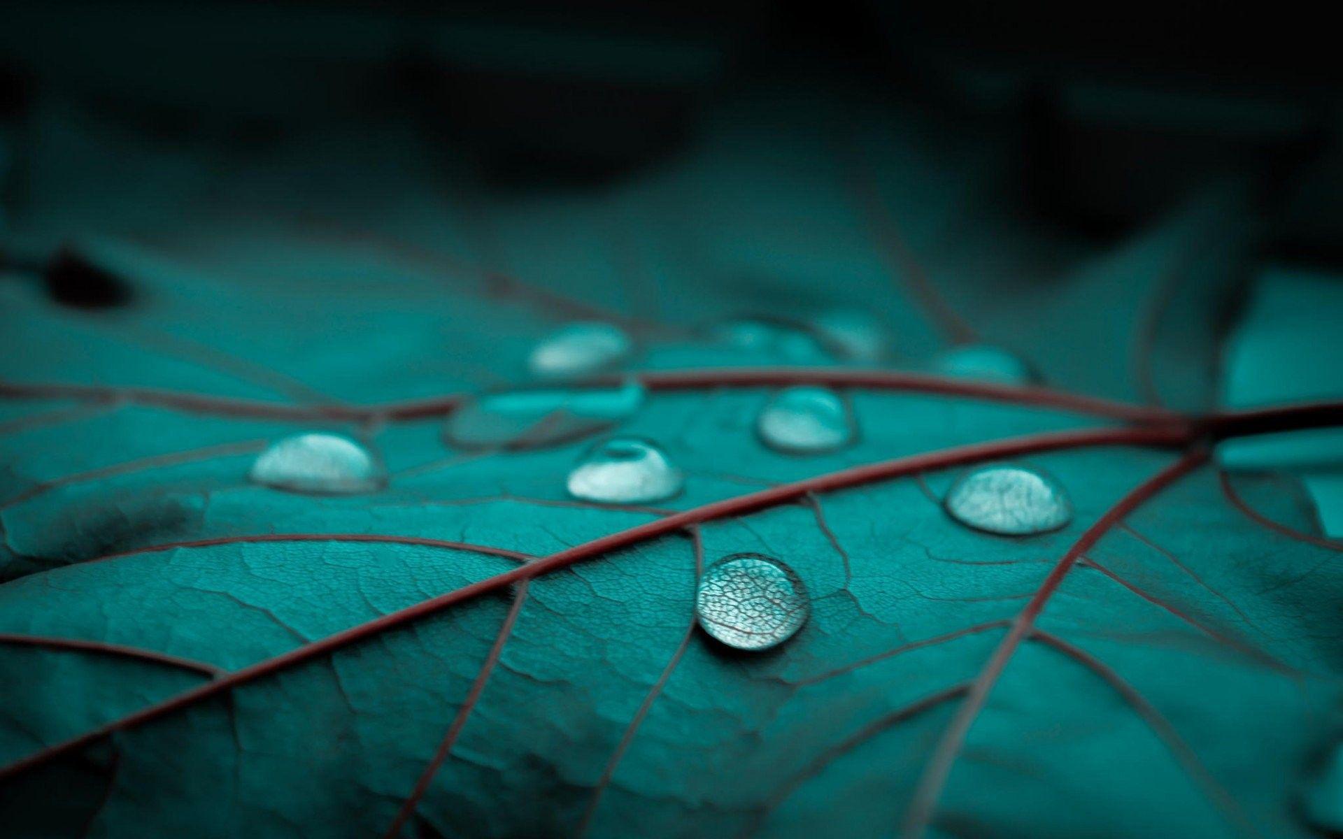 1920x1200 Water Droplets Wallpaper