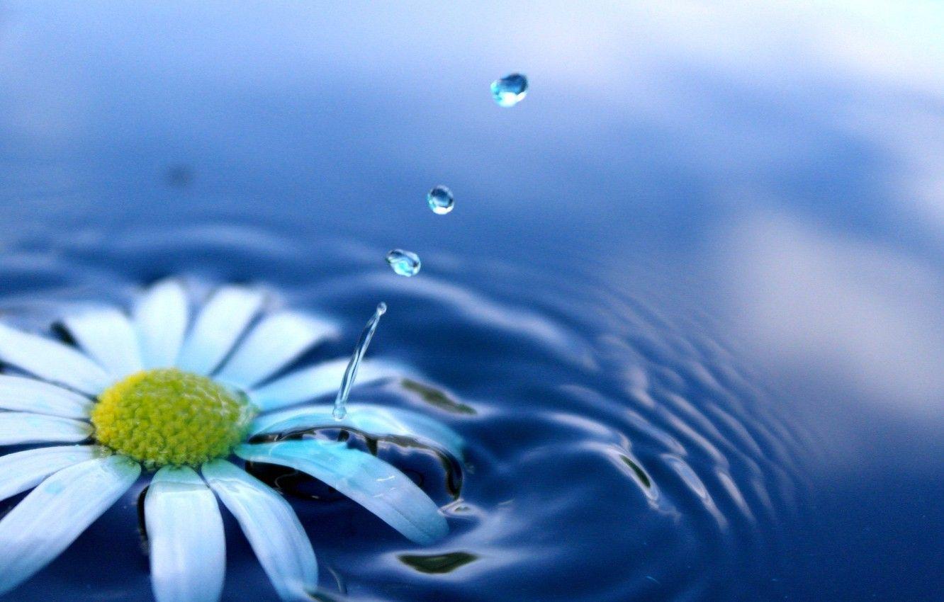 1332x850 Wallpaper water, flowers, squirt, Daisy, drop, flower, drop, water