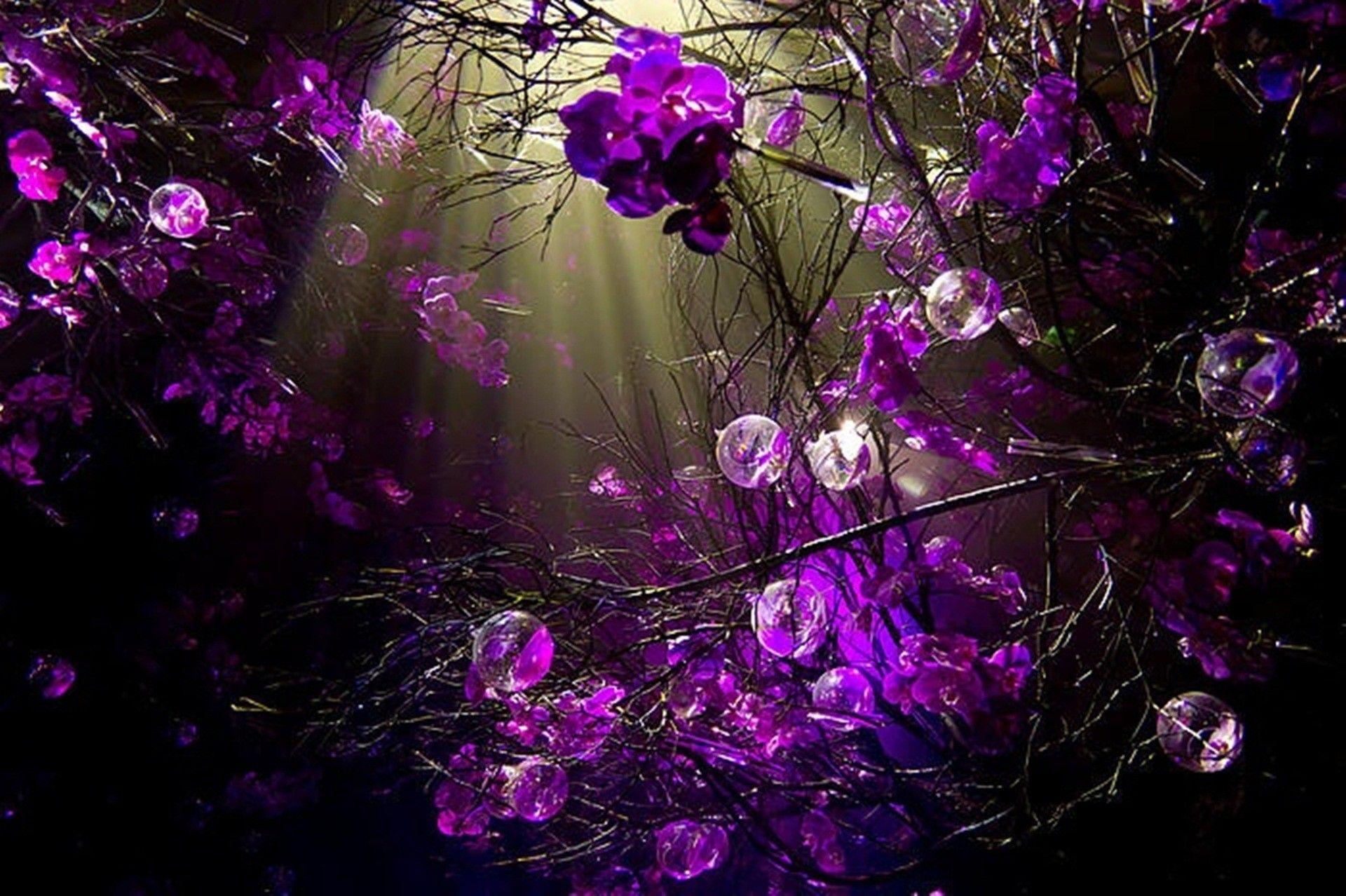 1920x1278 Purple Wallpaper for Desktop