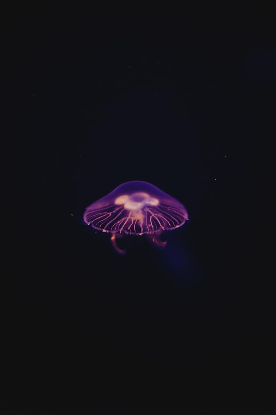 Dark Jellyfish Wallpapers Top Free Dark Jellyfish Backgrounds