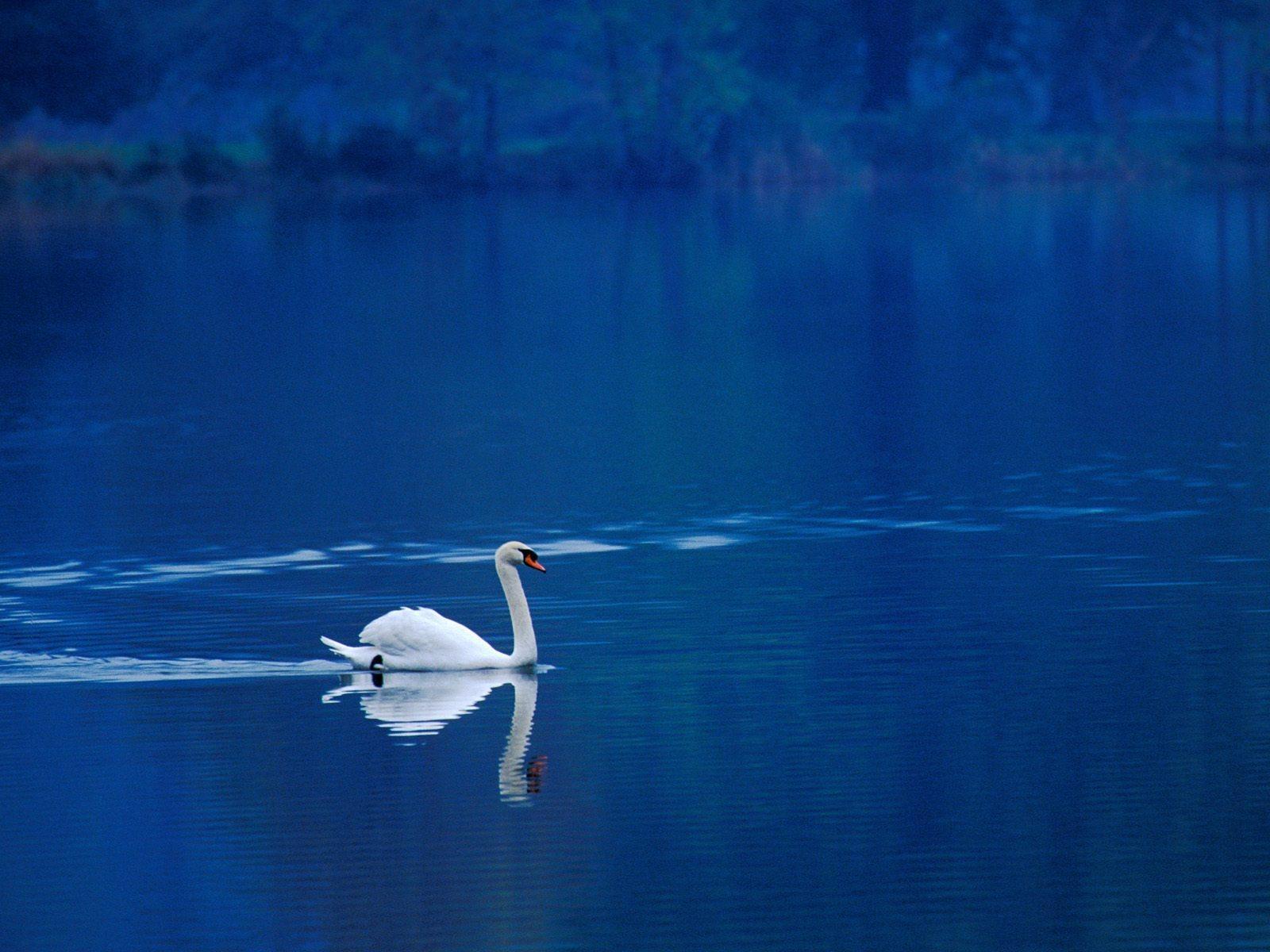 1600x1200 Swan Lake Wallpaper