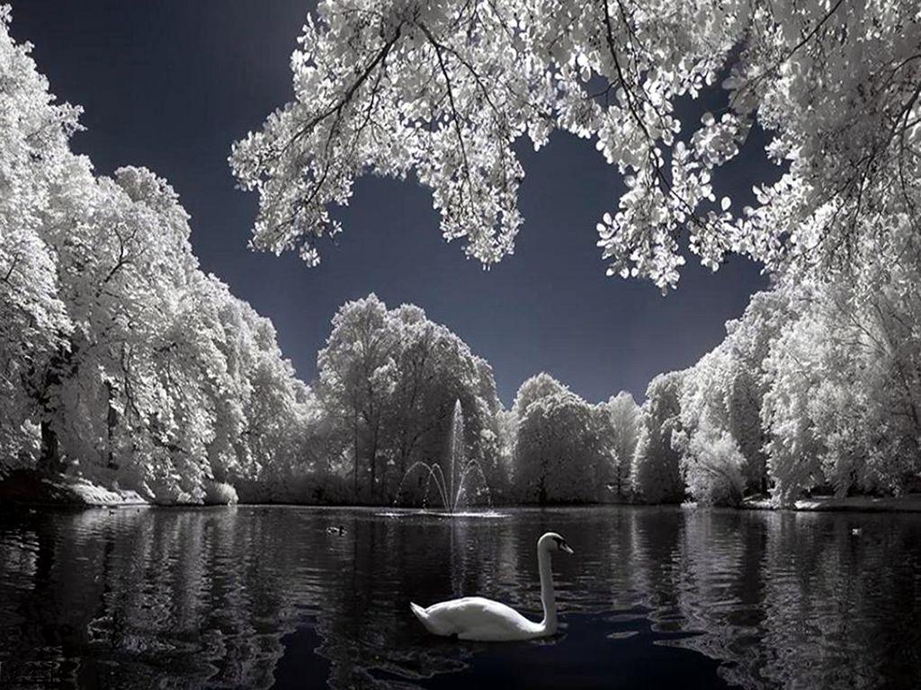 Swan Lake Wallpapers - Top Free Swan Lake Backgrounds - WallpaperAccess