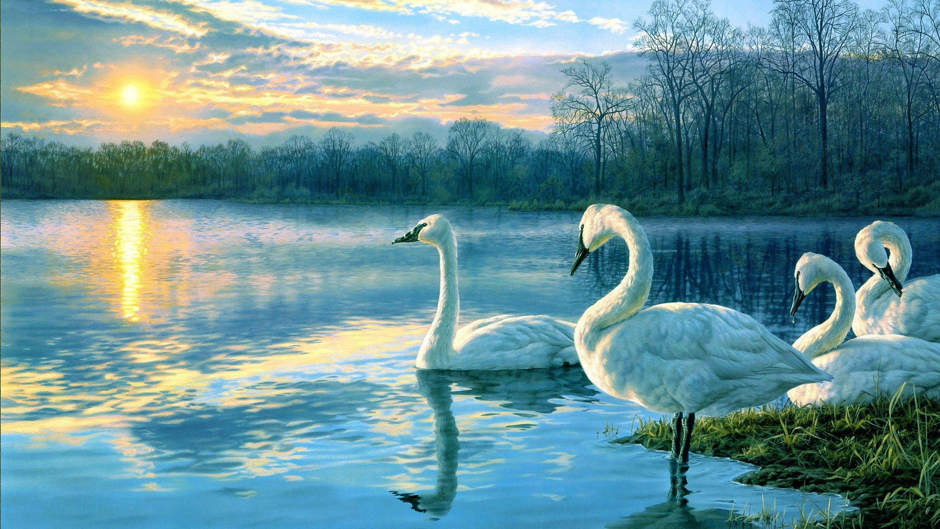 Swan Lake Wallpapers Top Free Swan Lake Backgrounds WallpaperAccess