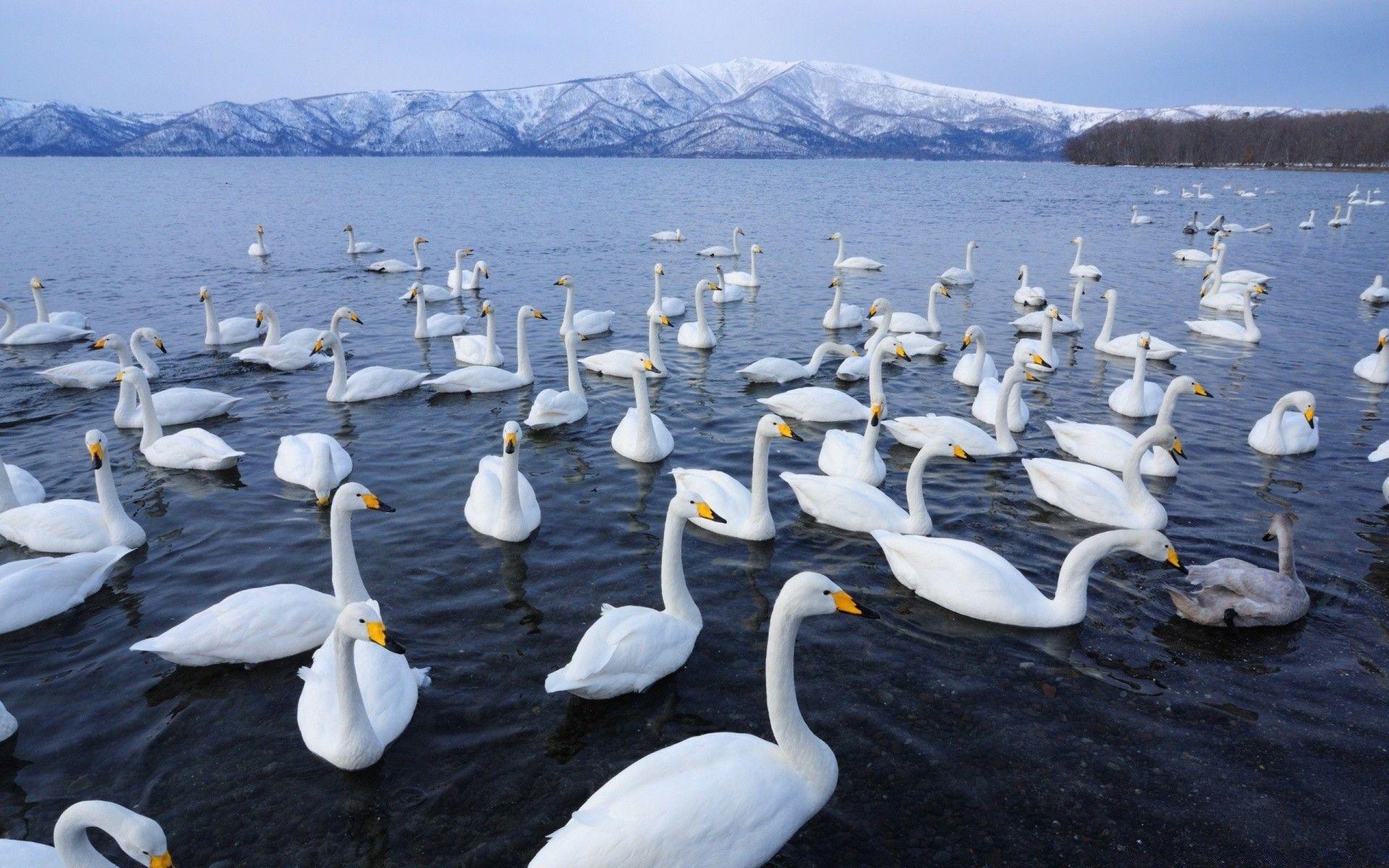 1920x1200 Swan Lake