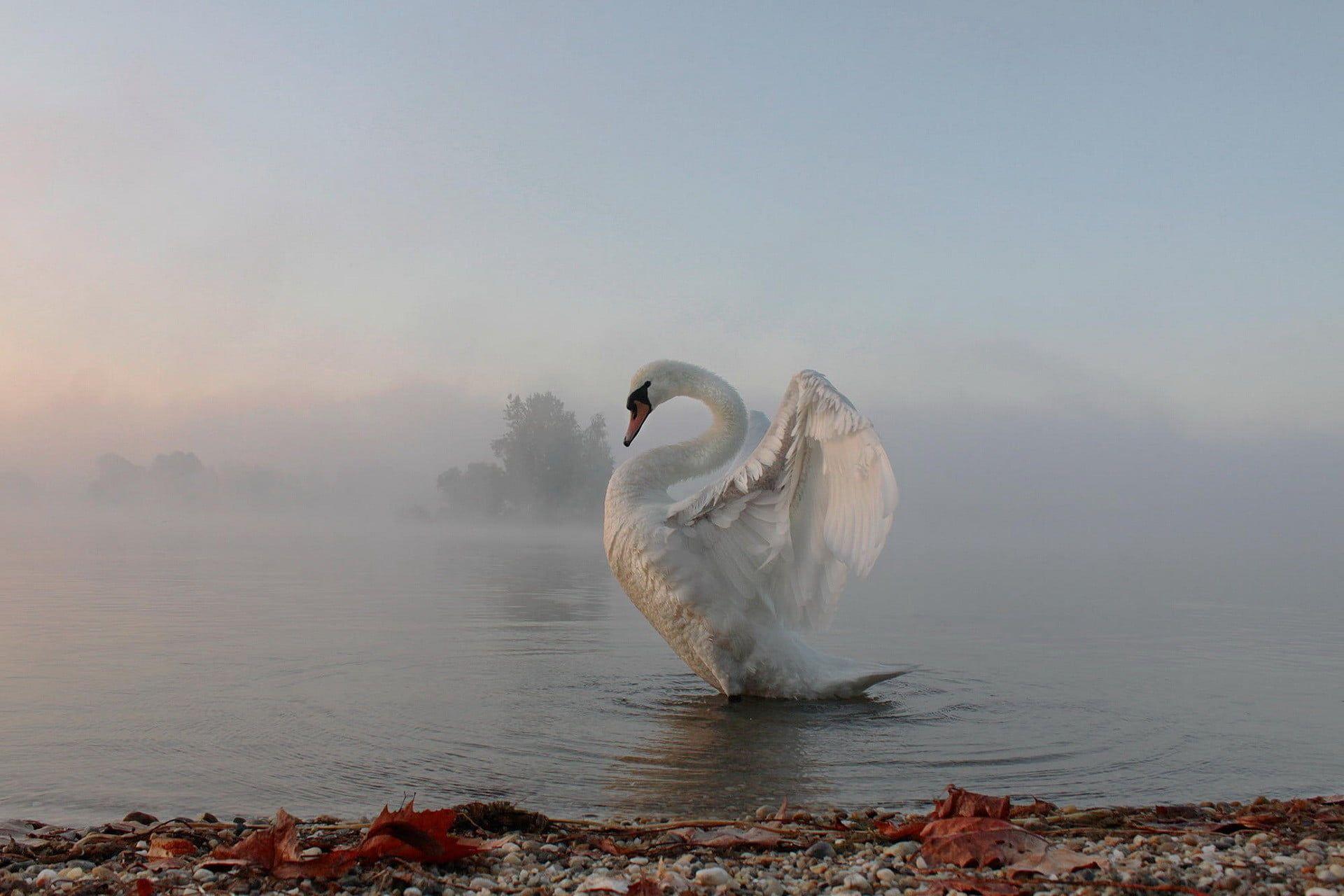 1920x1280 White swan, animals, nature, swan, lake HD wallpaper